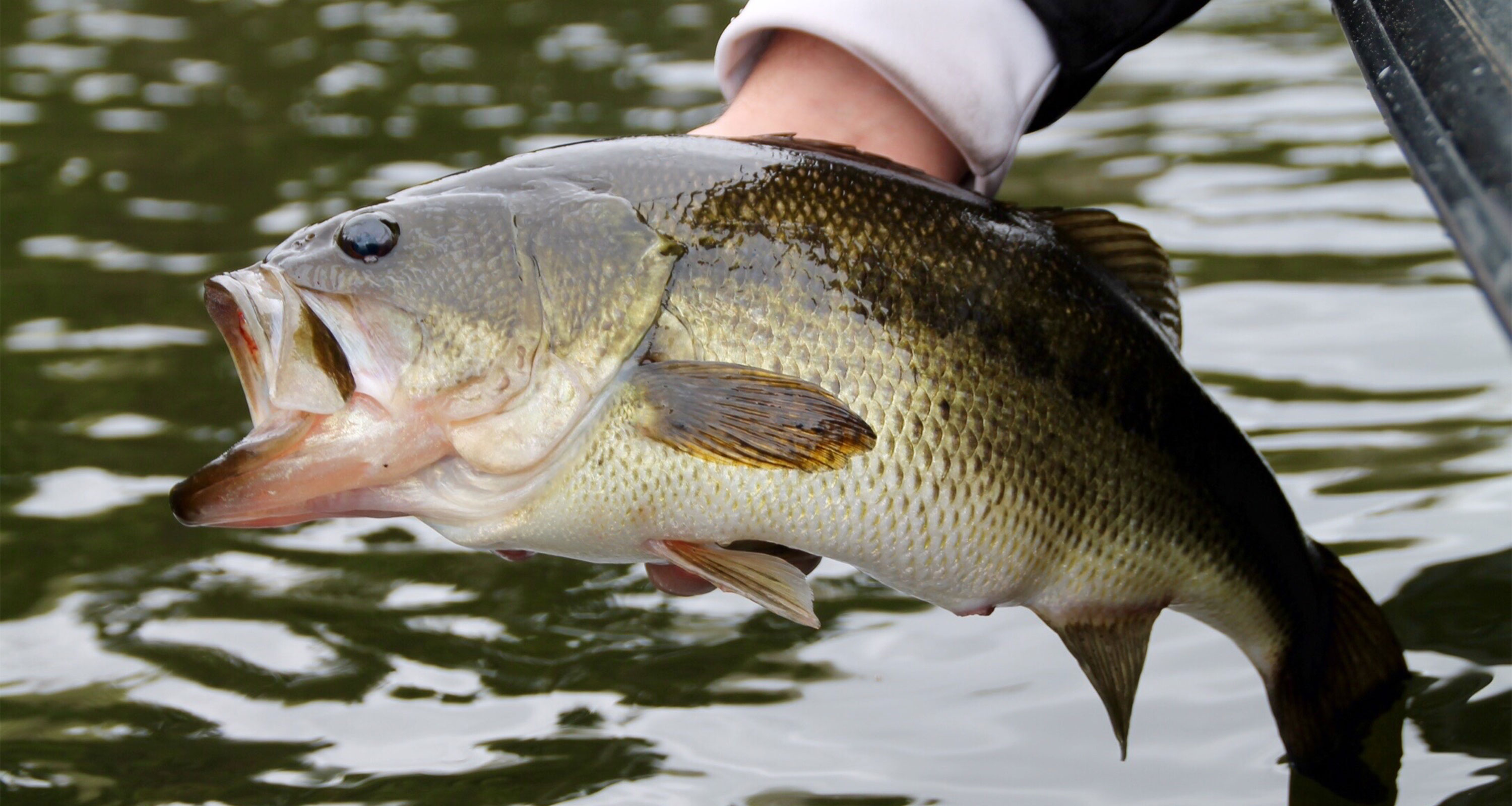 Funny Fishing Big Mouth Bass Fish Door Sign