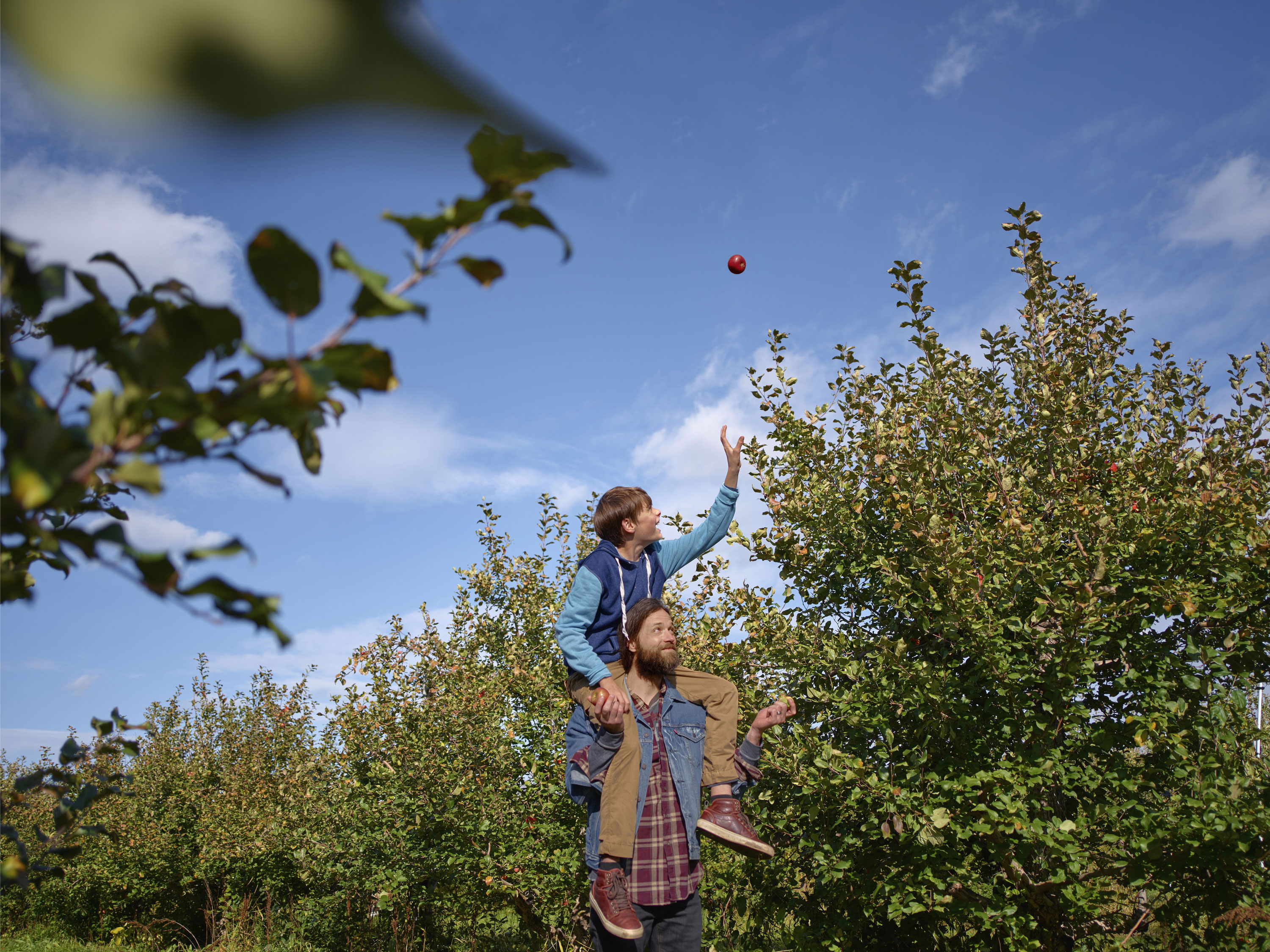 Padre e hijo en el huerto de manzanas
