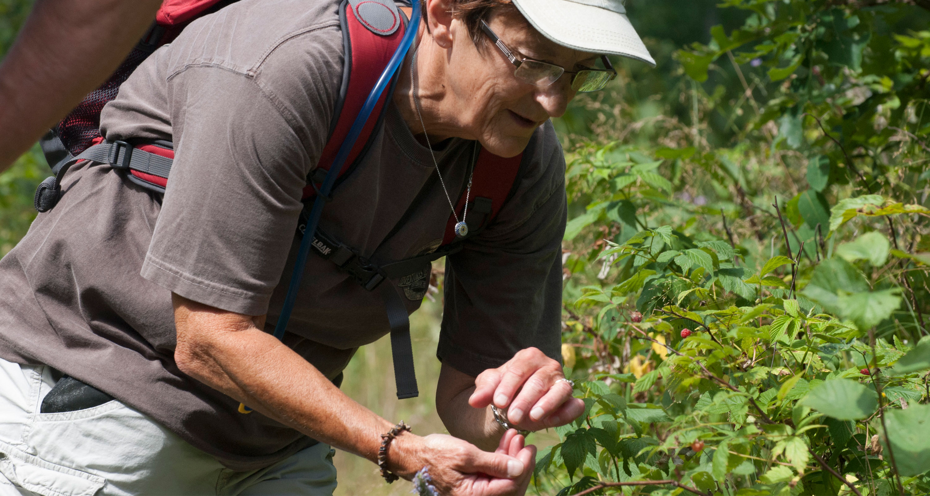 Hiker searching for wild raspberries along the North Country Trail near Bad Medicine Lake