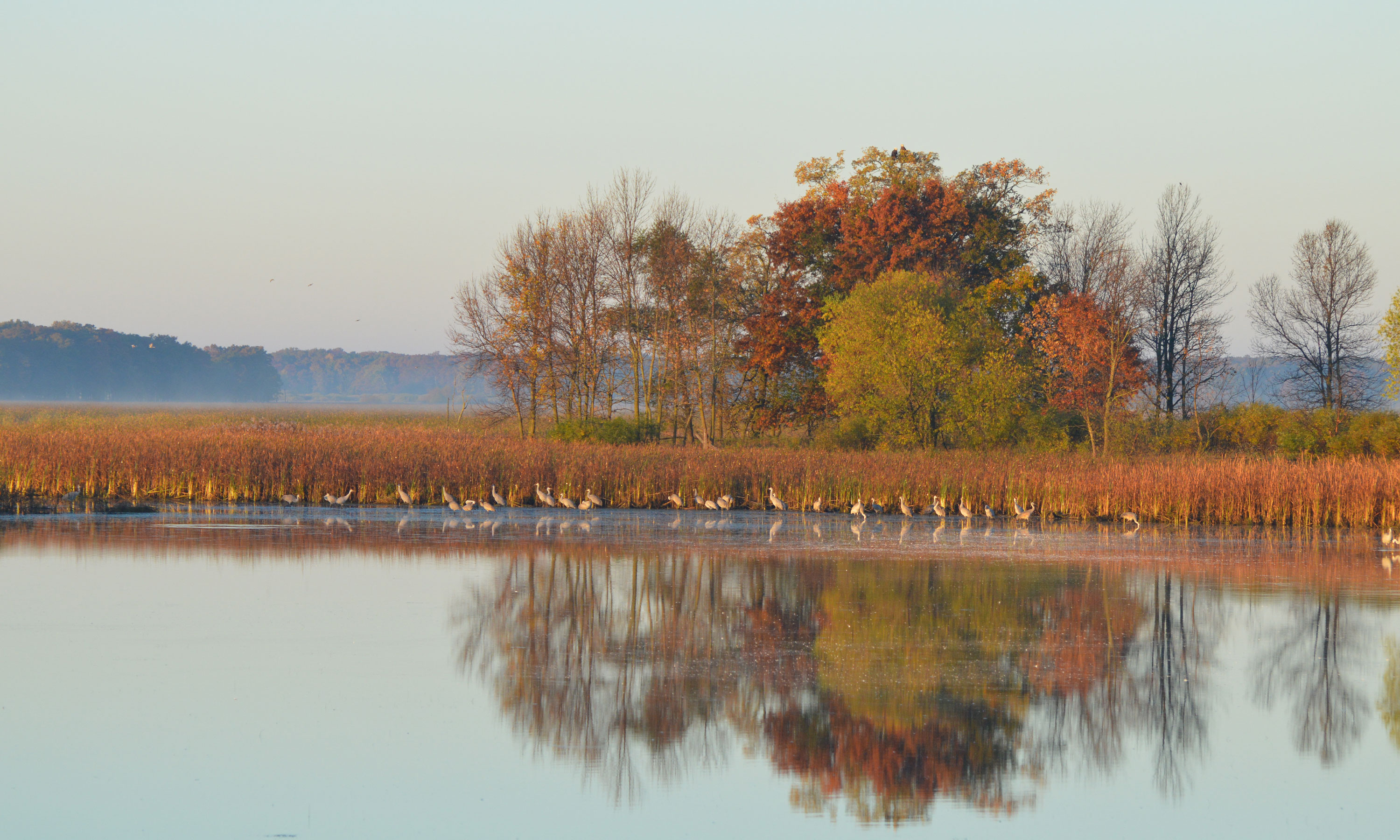 Sherburne National Wildlife Refuge Sandhill Cranes