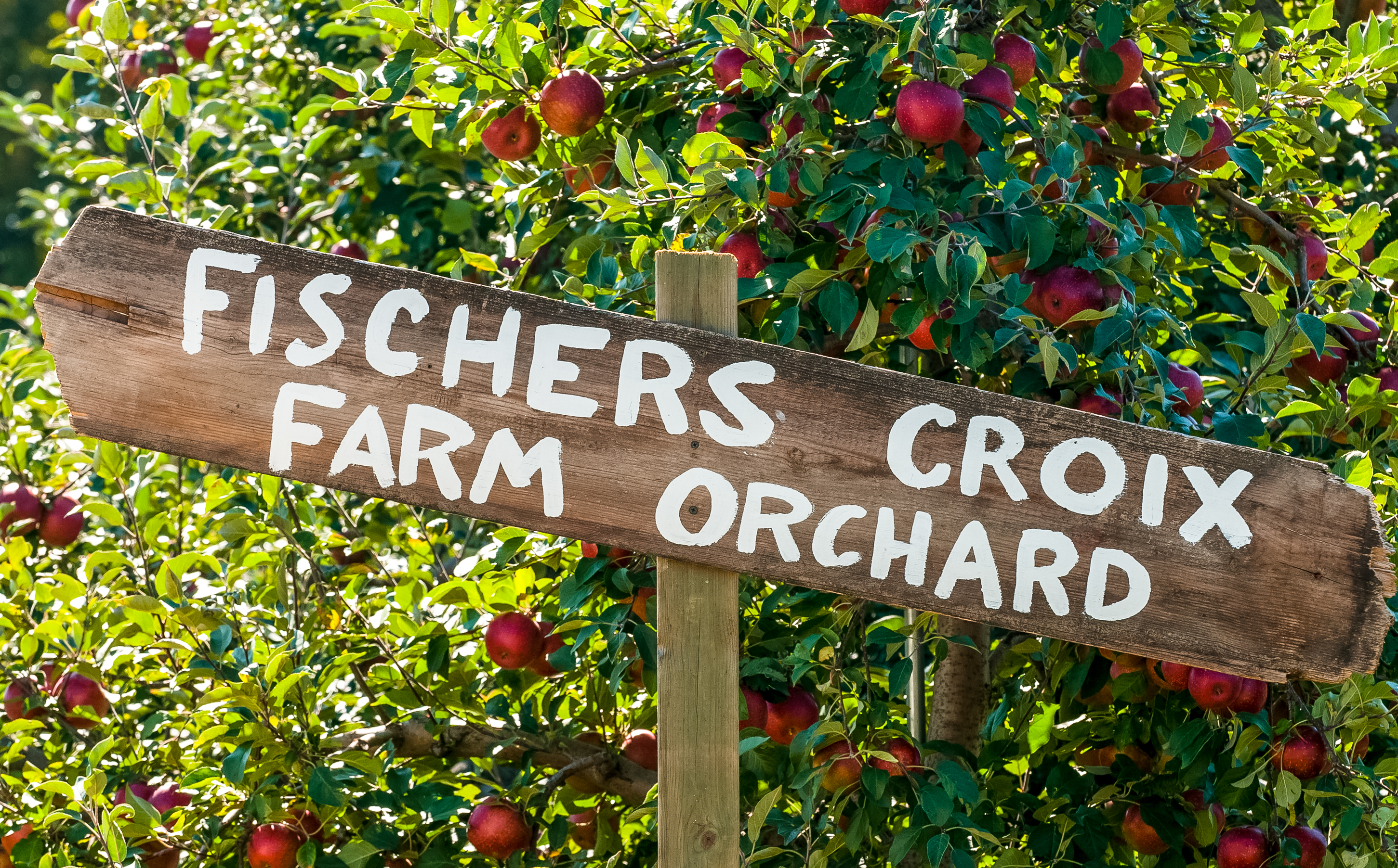 Dozens of Minnesota apple orchards are open to pickers in the fall including the Fishers Croix Orchard
