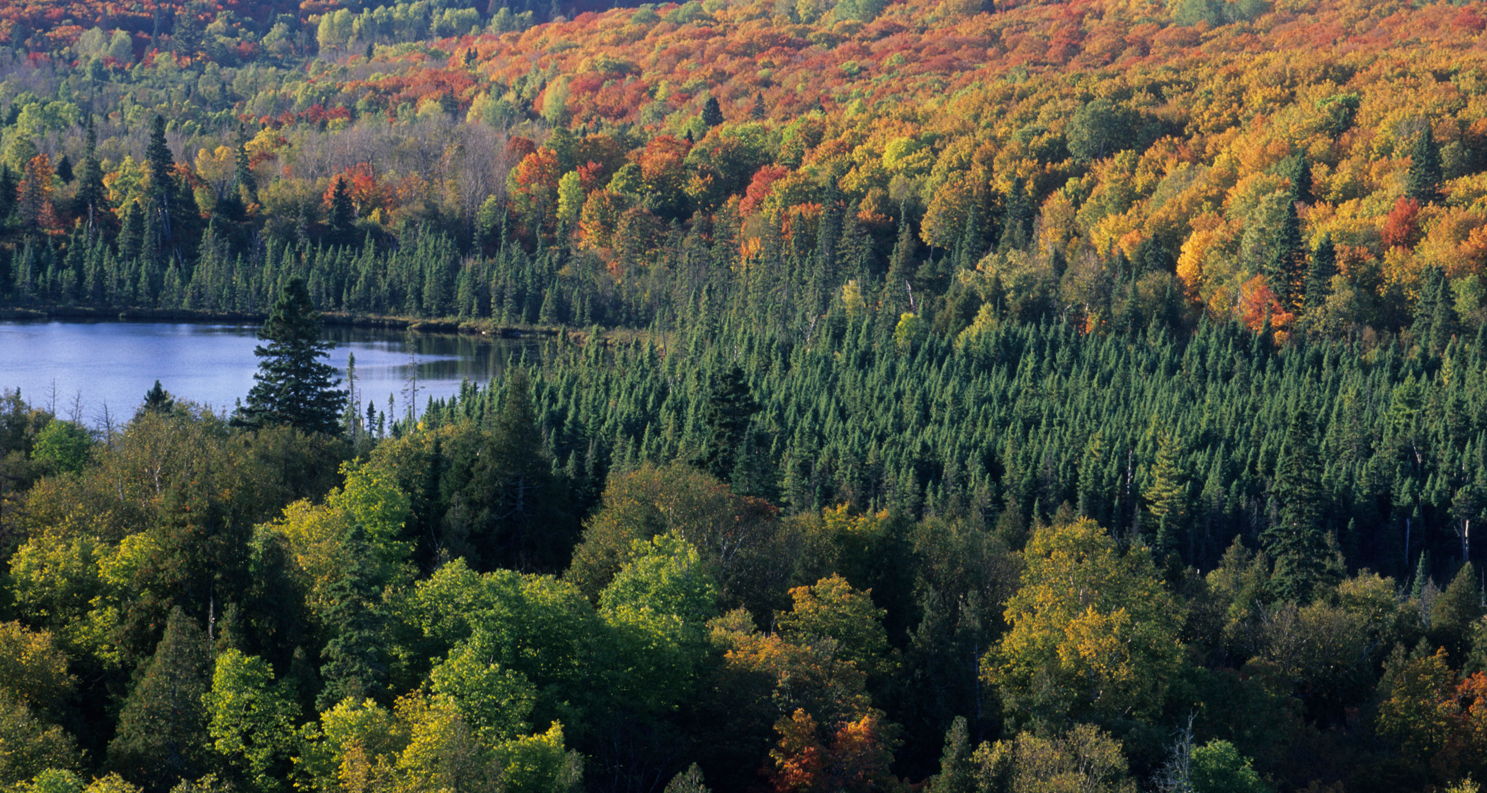 Superior National Forest fall scene from Oberg Mountain