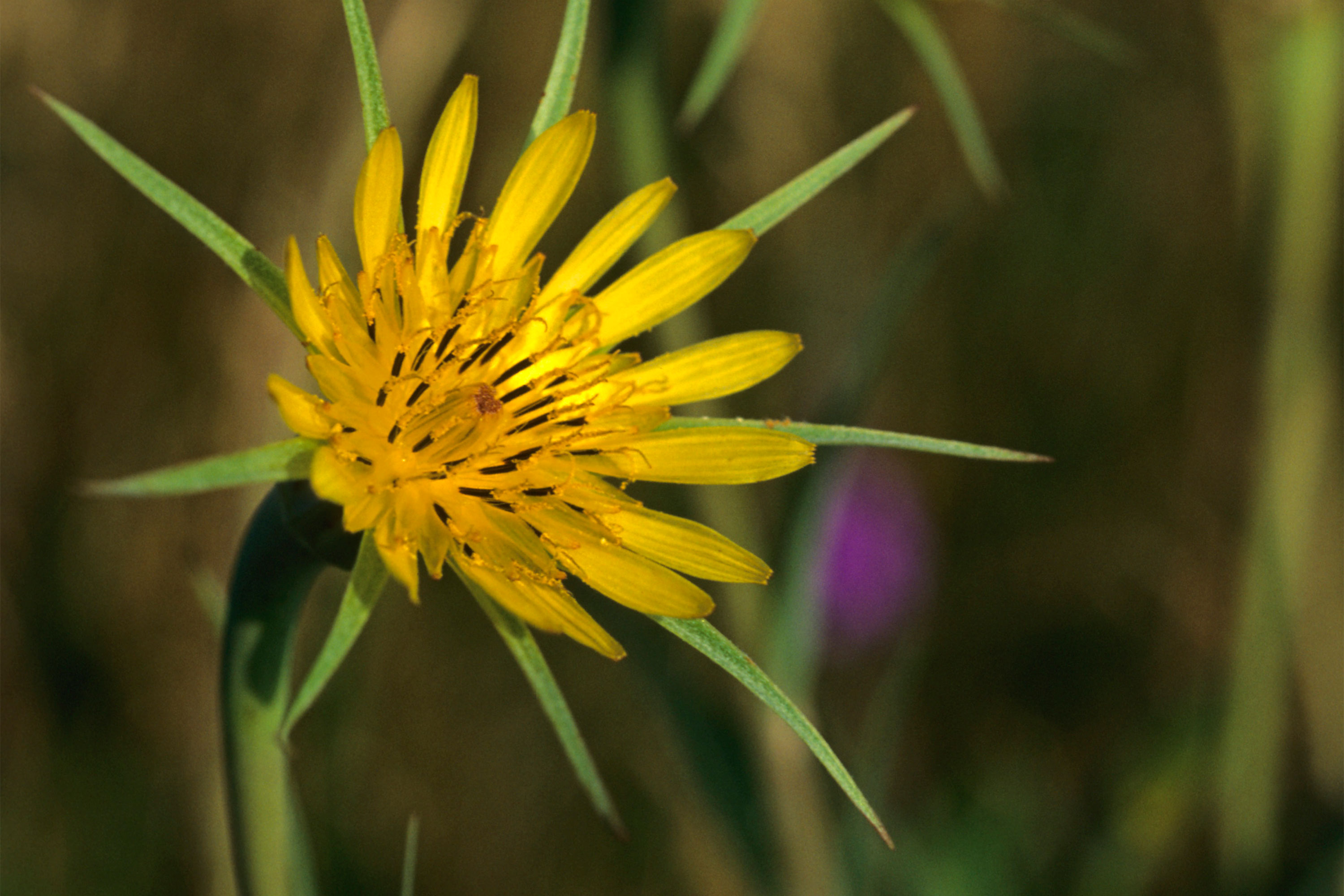 Wild flower Blue Mounds State Park