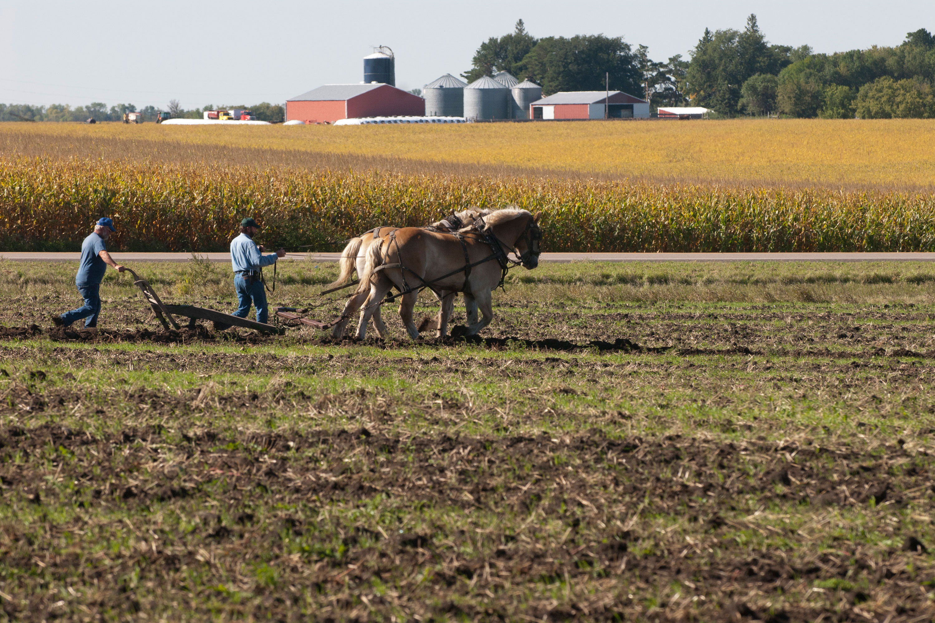 Horse power demonstrations at Swensson Farm near Montevideo
