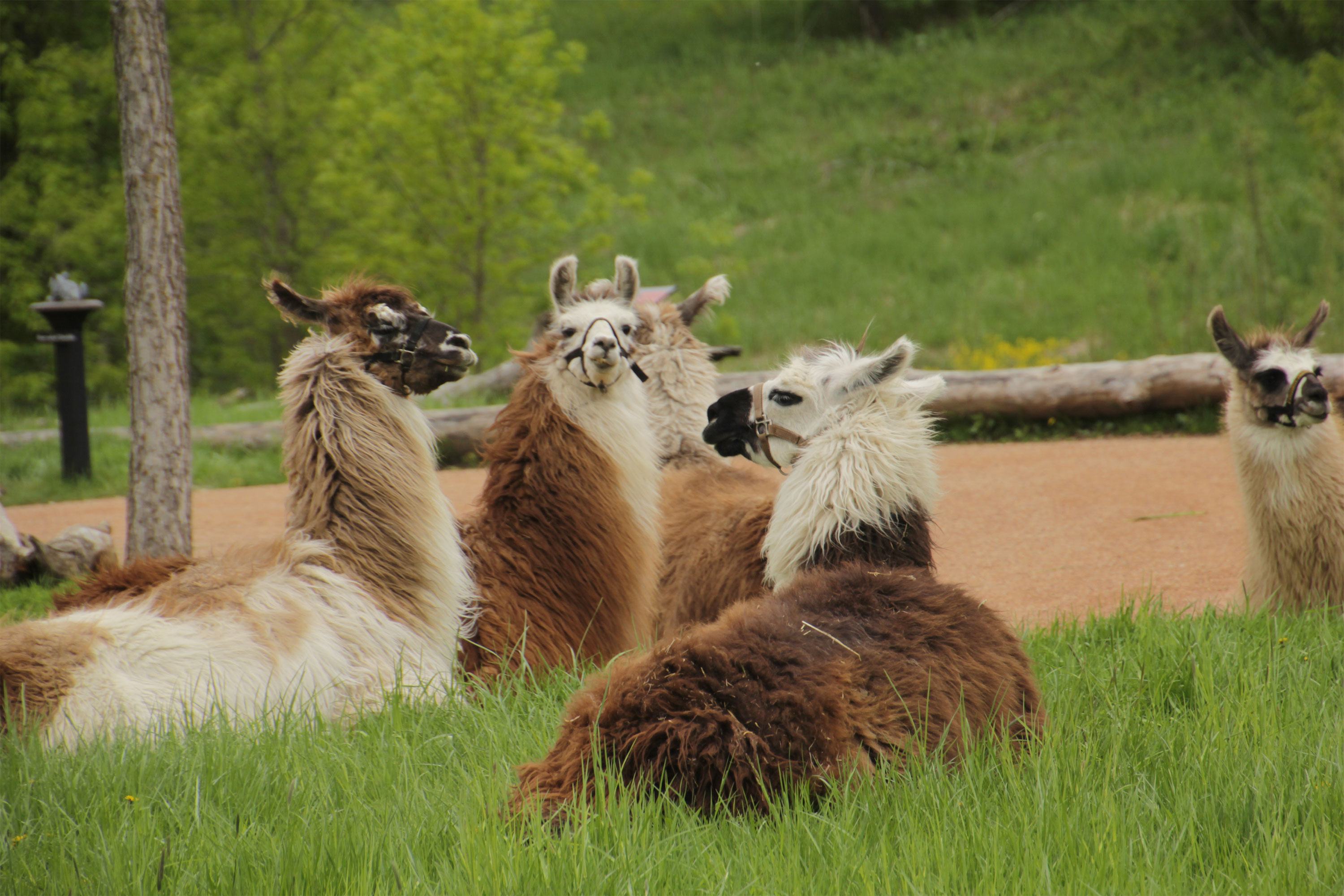 Llamas en el Zoológico de Minnesota