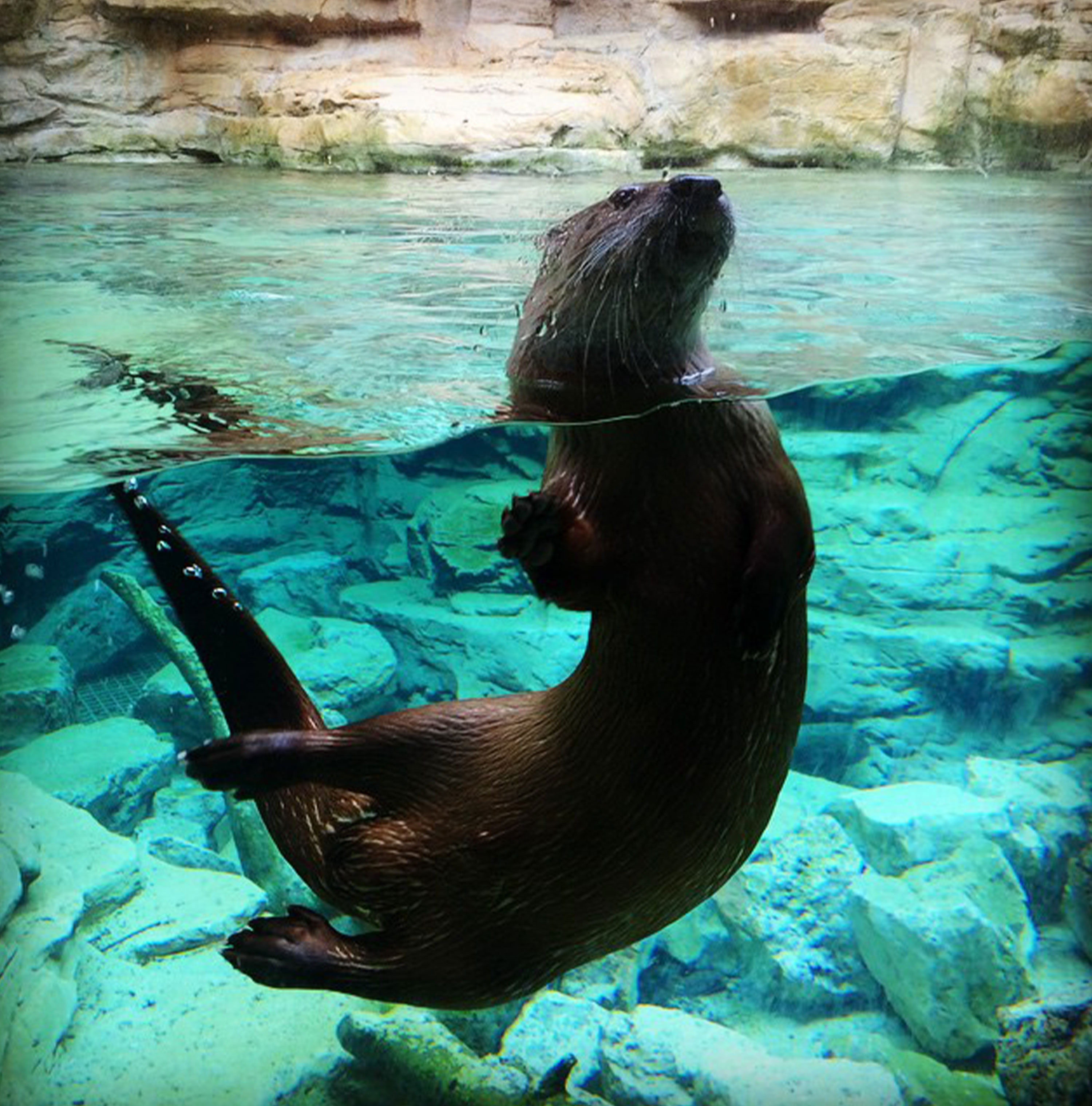 Nutria en el Zoológico de Minnesota
