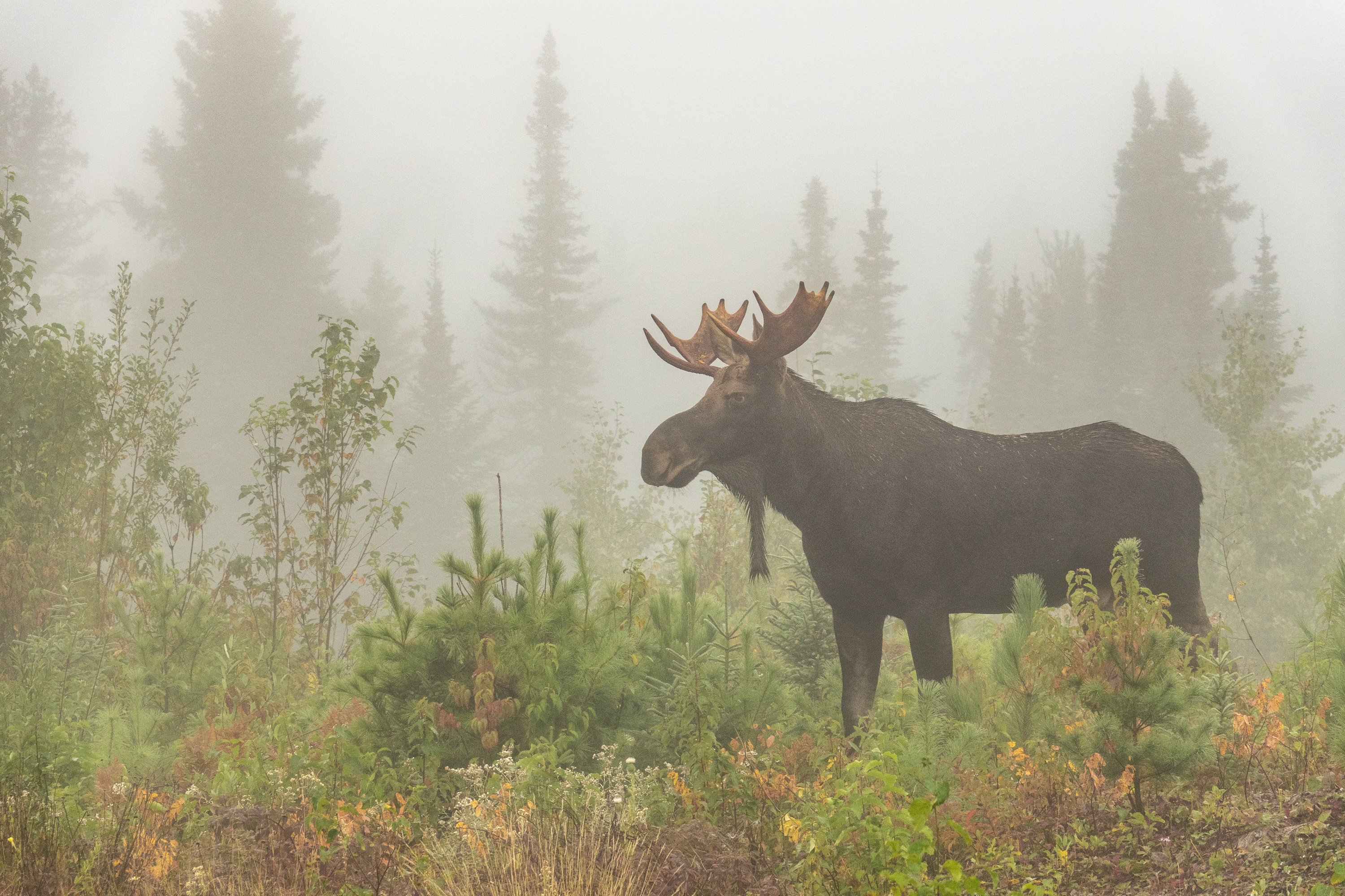 A moose in the woods near Grand Marais