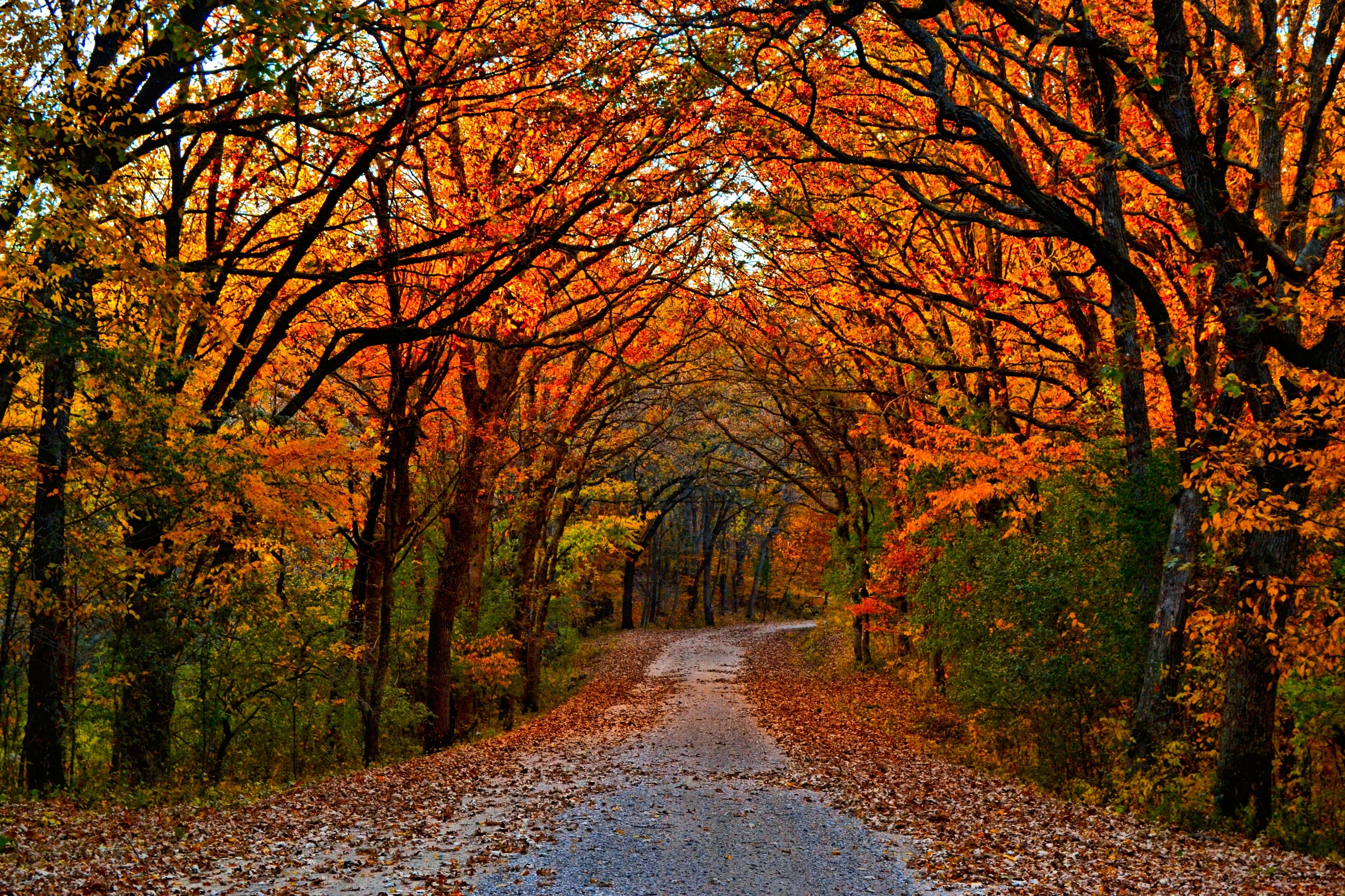 A canopy of bright orange leaves frames the road