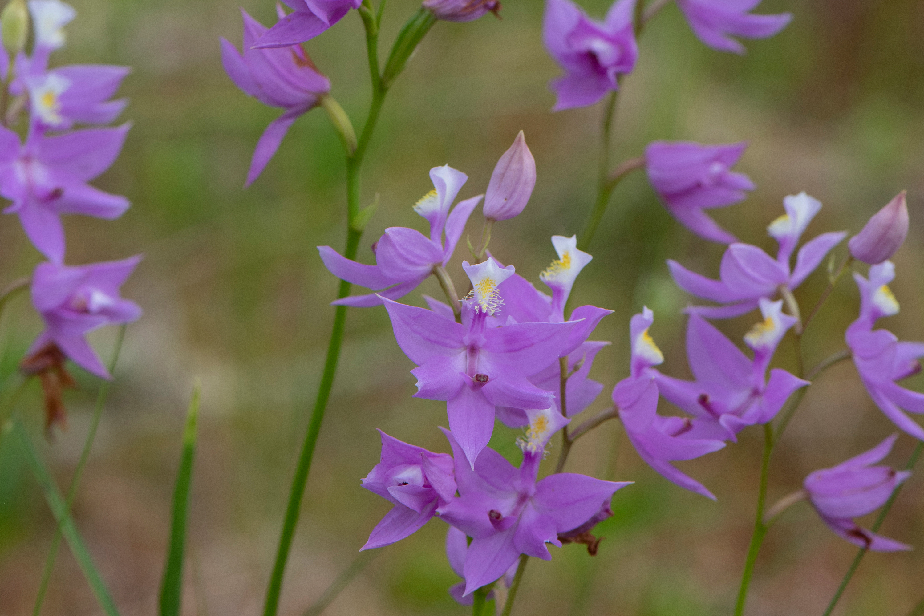 Grass Pink Wildflower