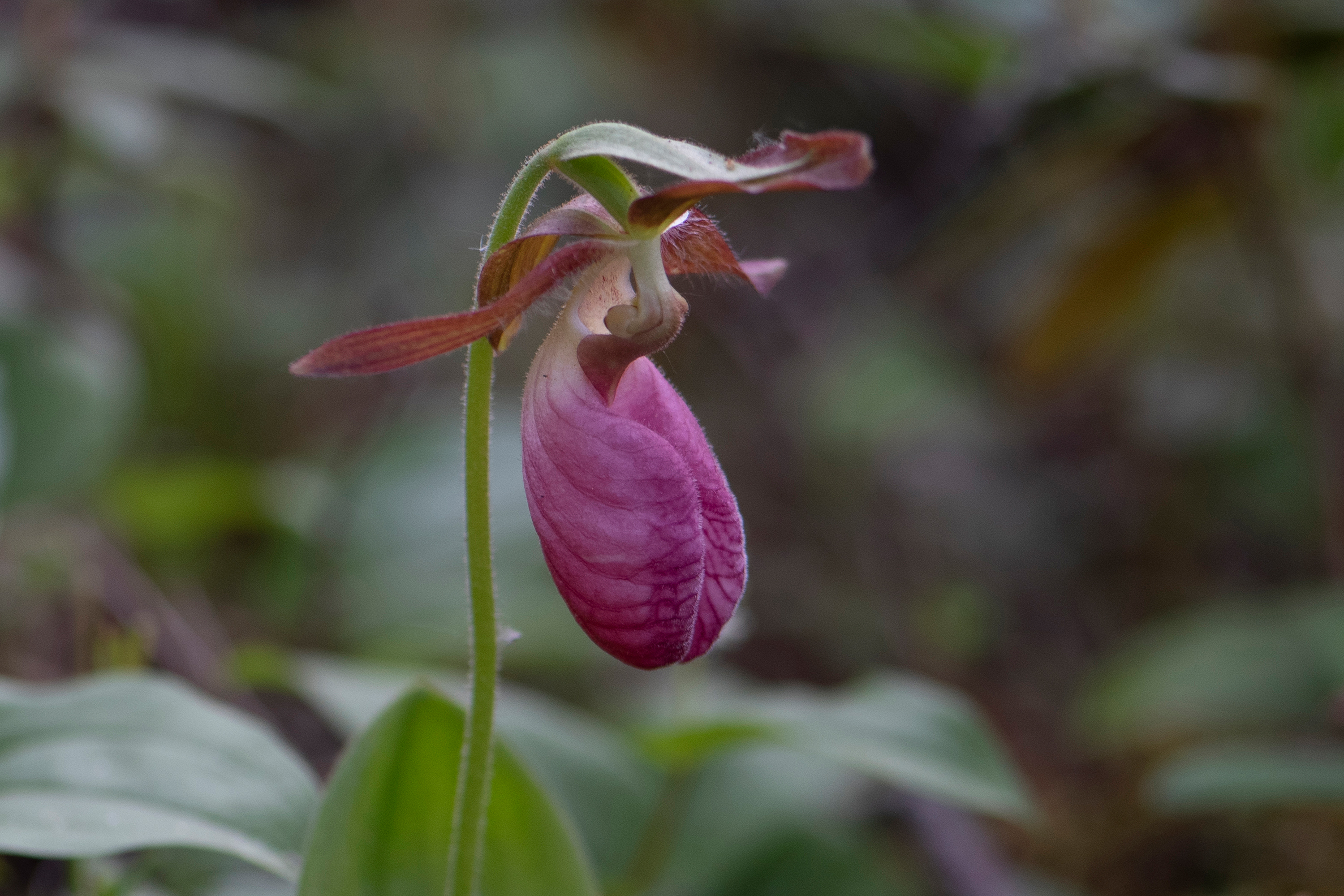 Stemless Lady Slipper