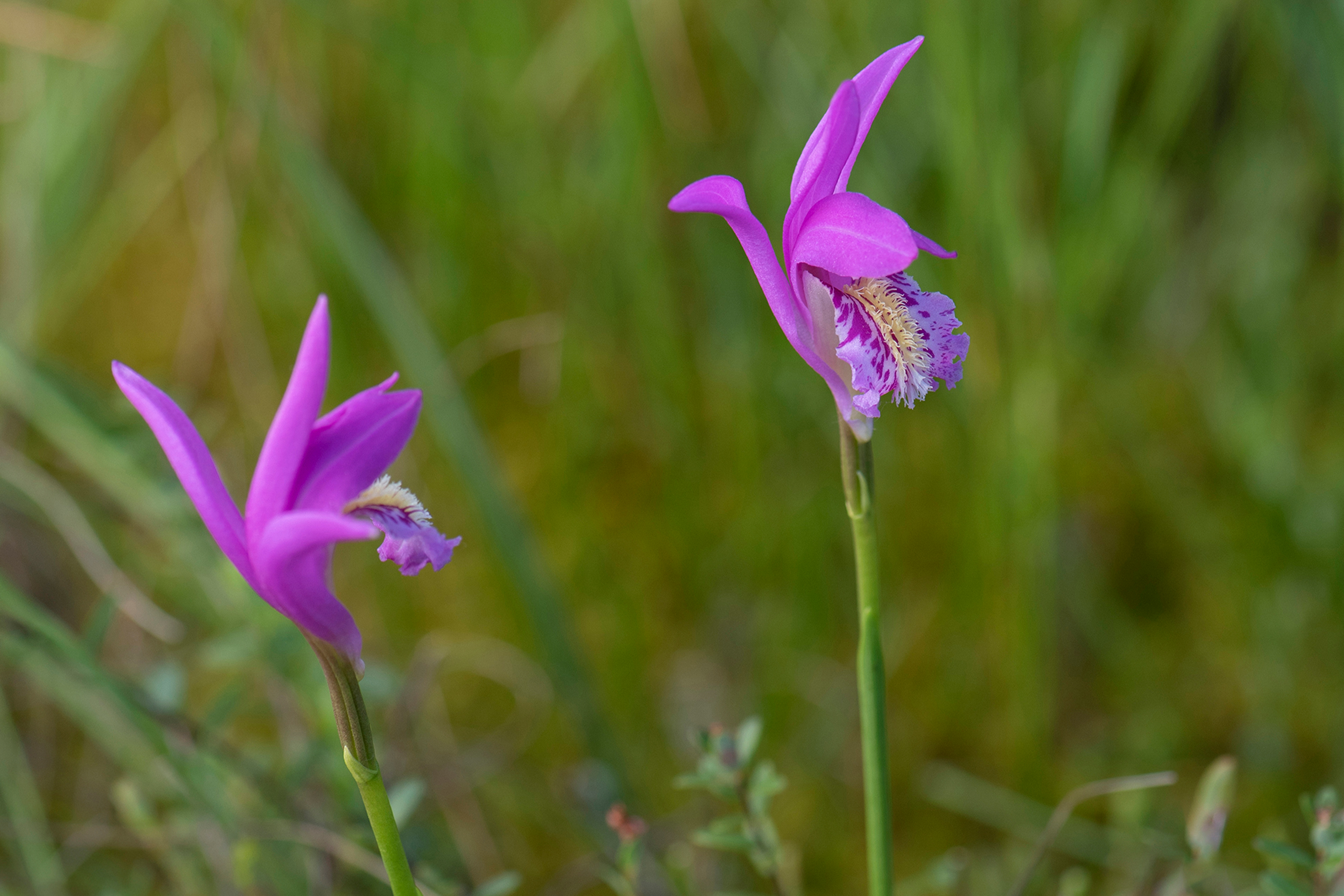 Dragon's Mouth Orchid Wildflower