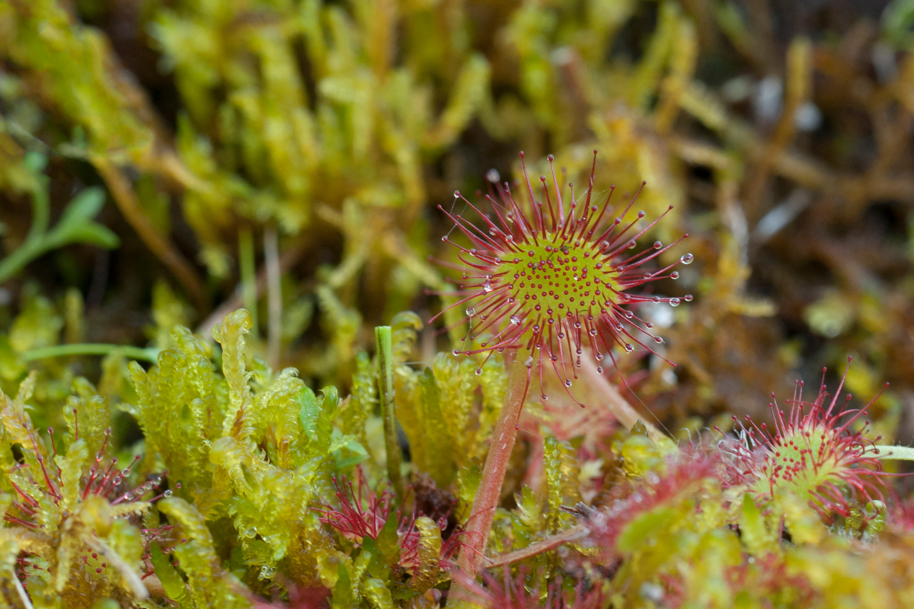 Sundew