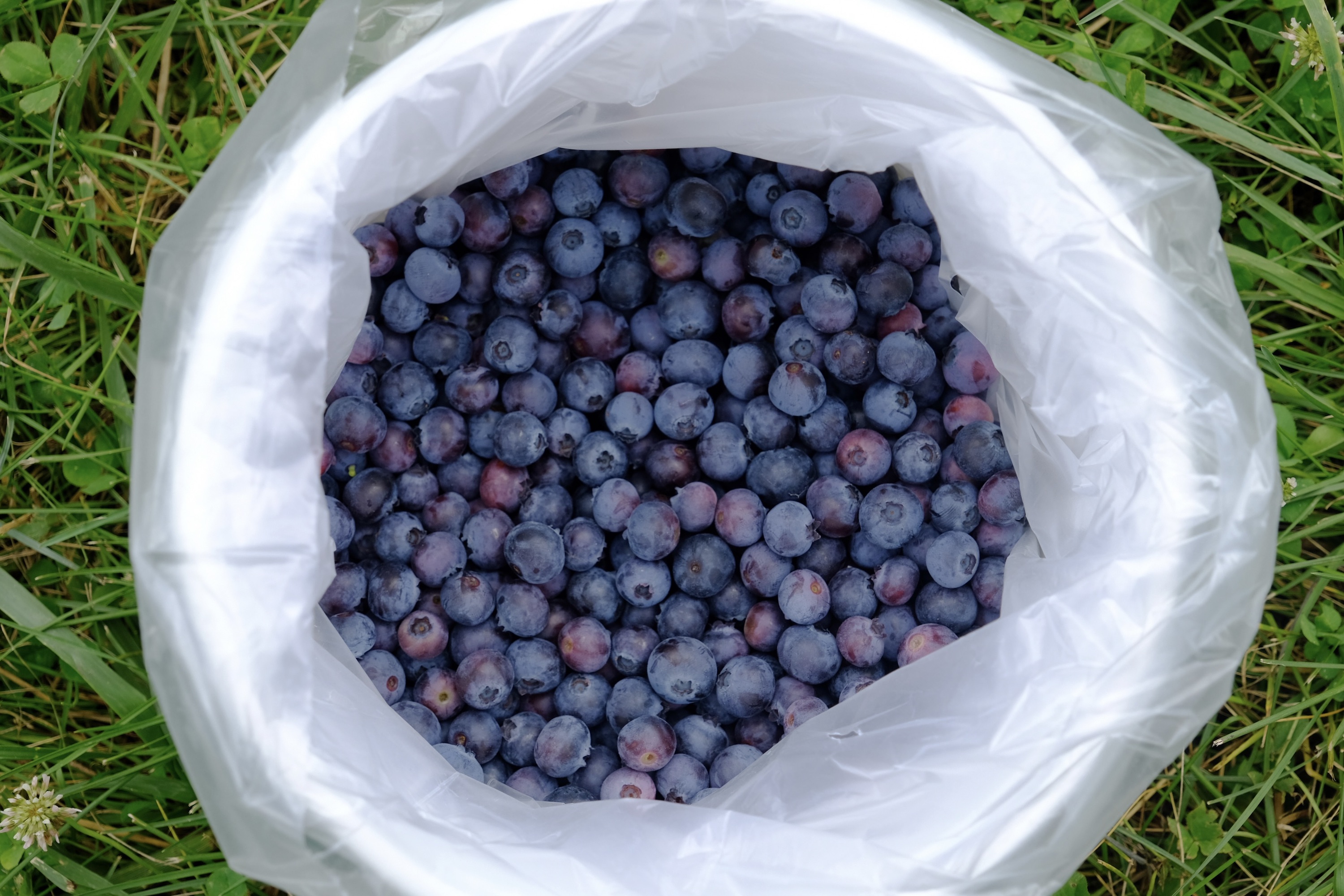 Blueberry Fields of Stillwater bucket
