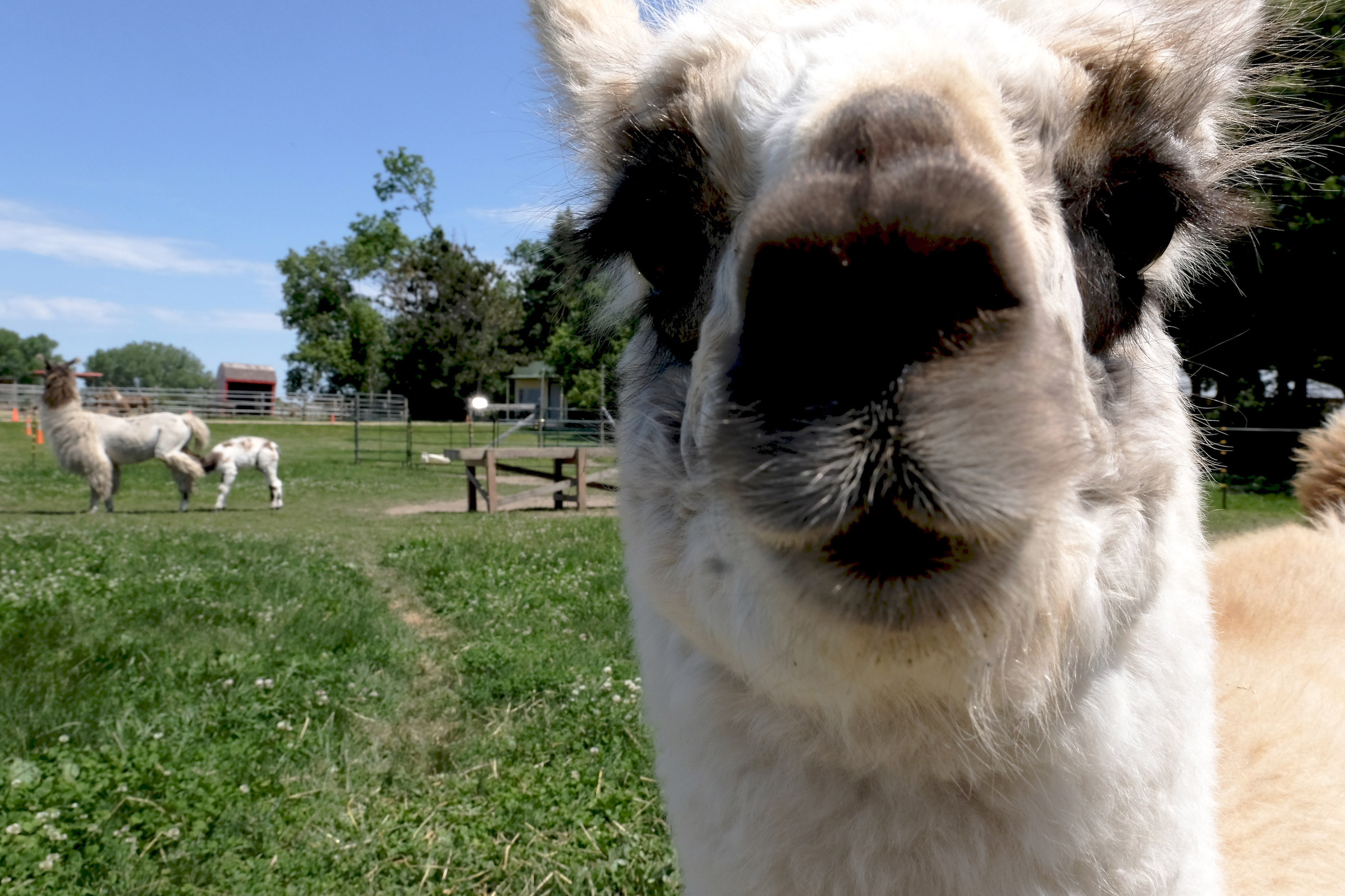 Carson's Llovable Llamas, Waconia