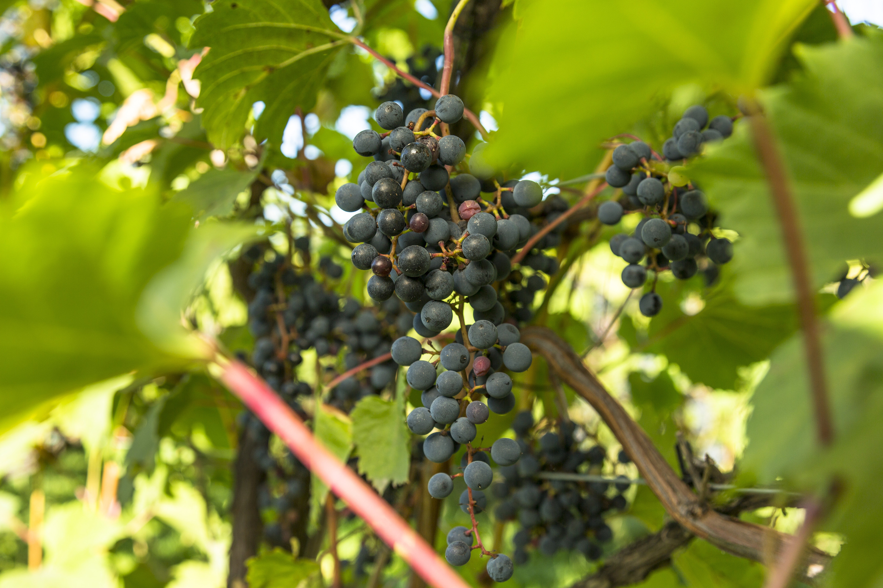 Grape Mill Vineyard & Winery in East Grand Forks