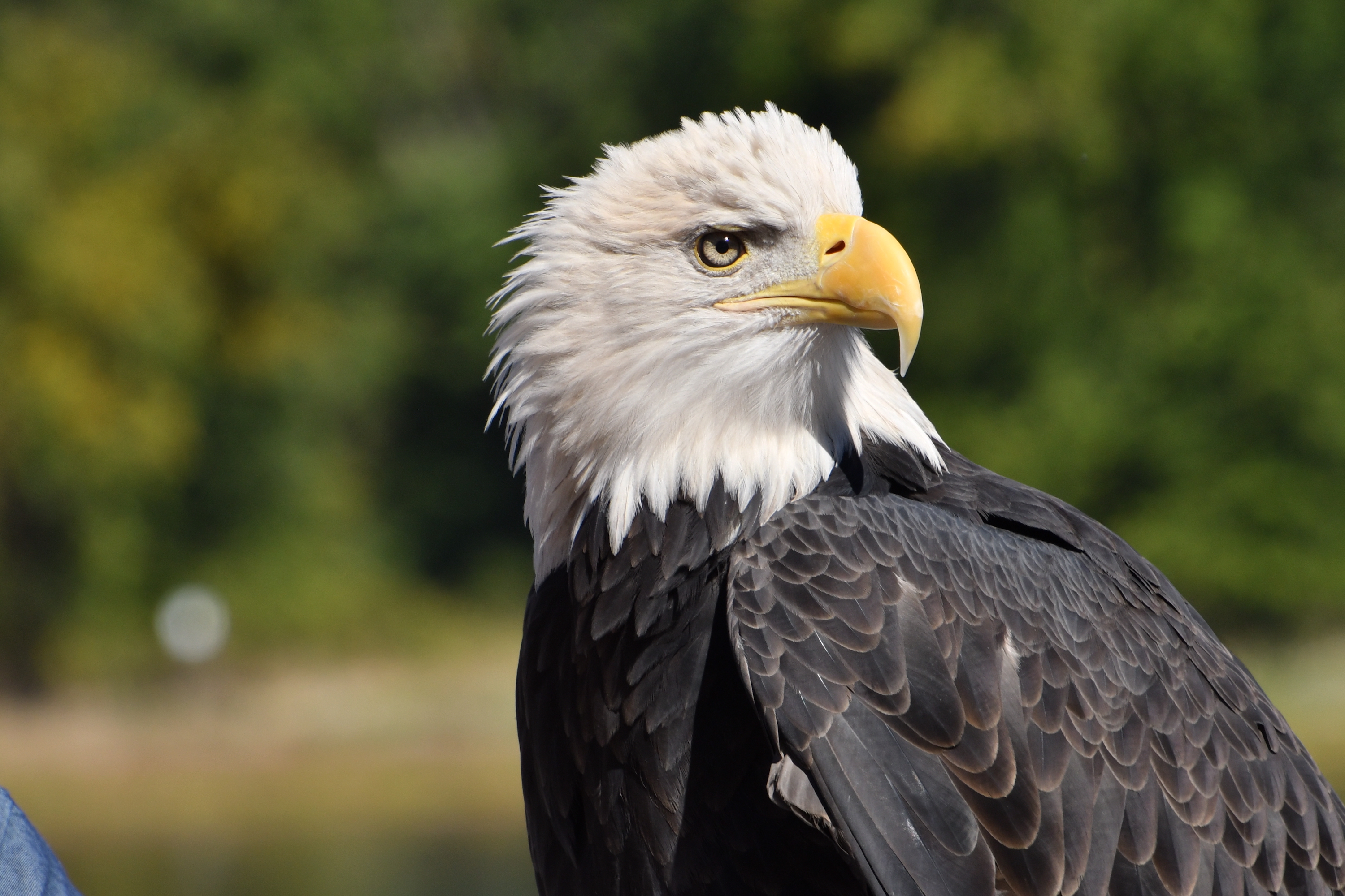 Angel, the senior ambassador at the National Eagle Center