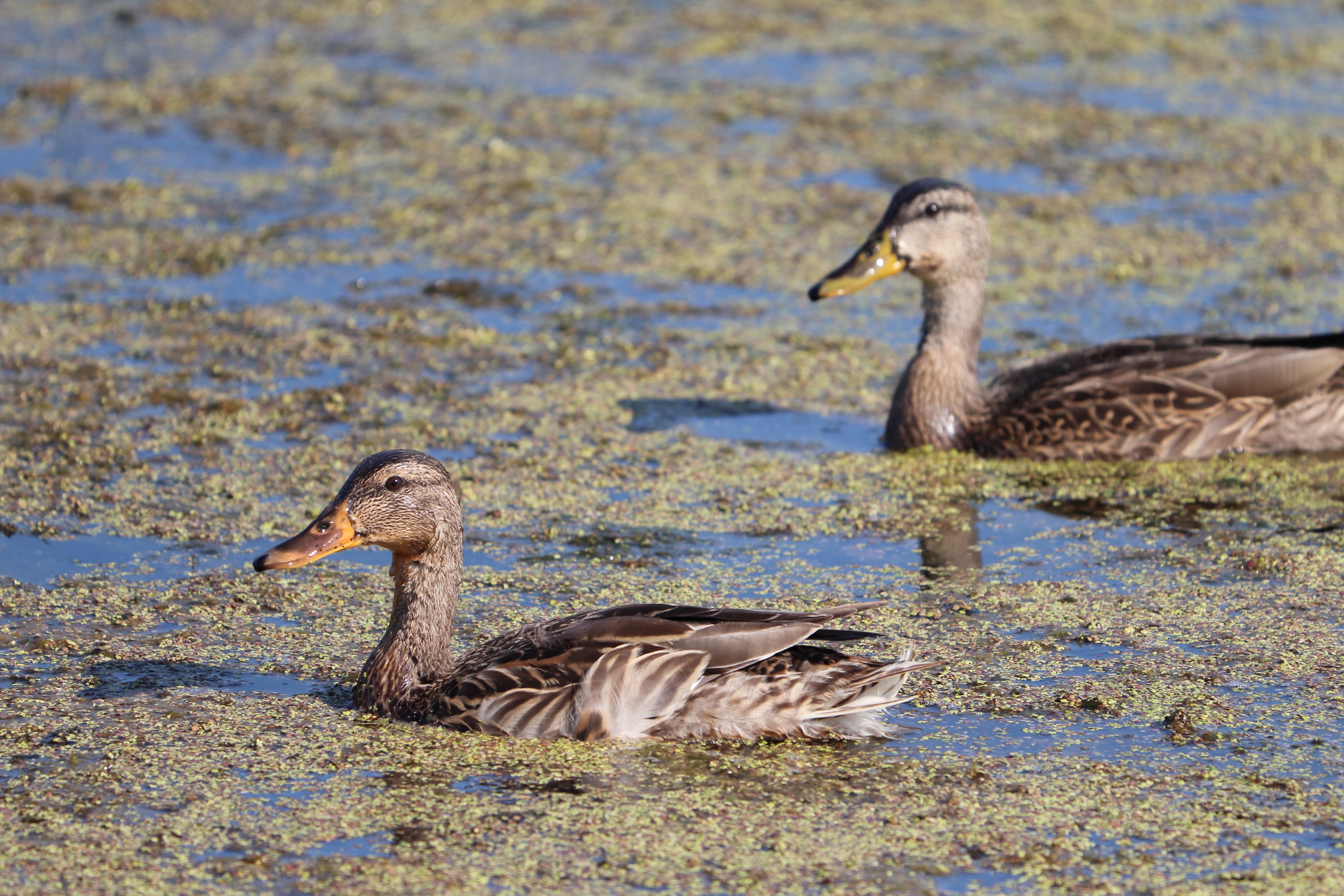 A couple ducks at Springbrook Nature Center