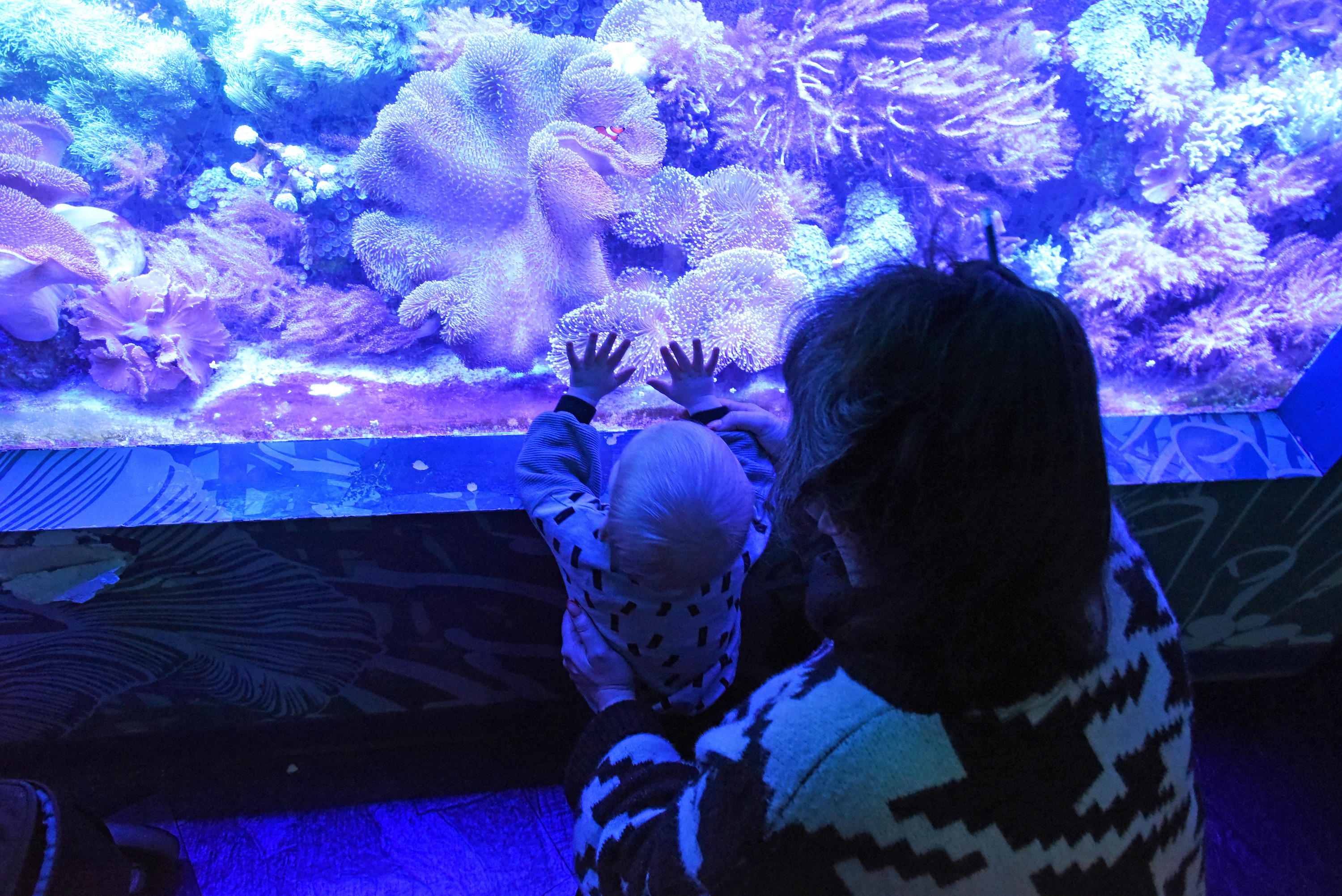 A coral reef display at Sea Life in the Mall of America