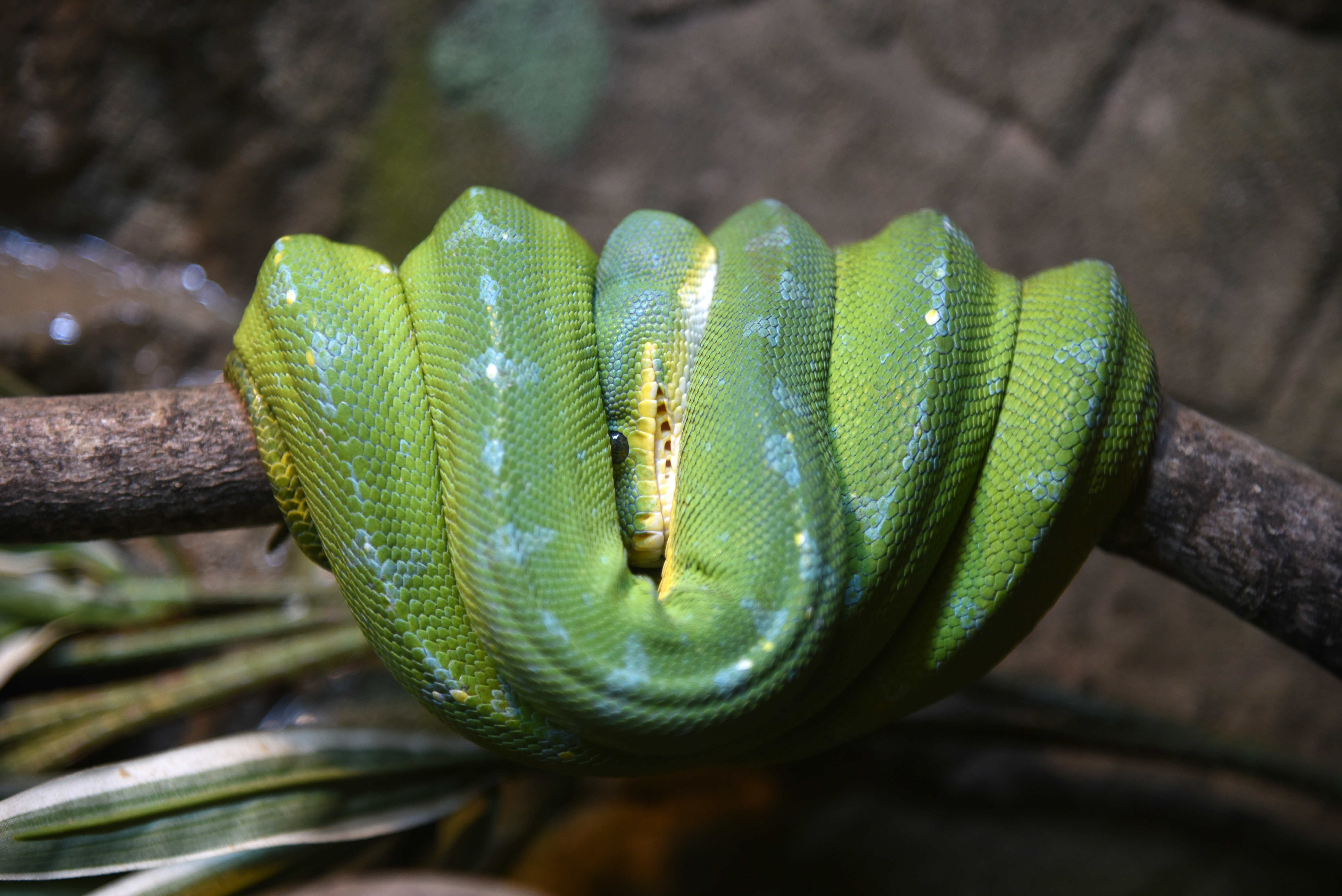 A green tree python at Snake Discovery