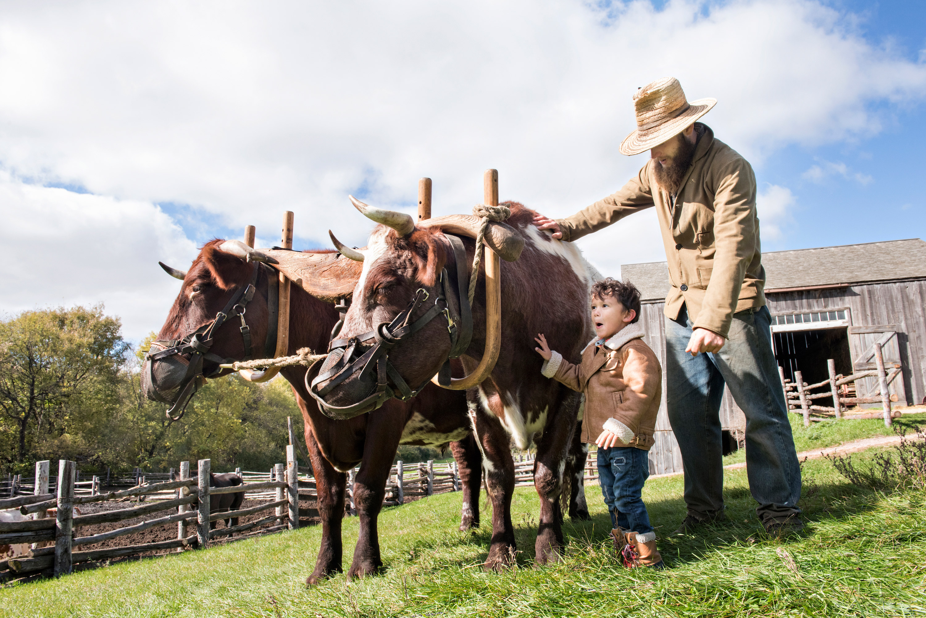 A kid pets oxen at Oliver Kelley Farm
