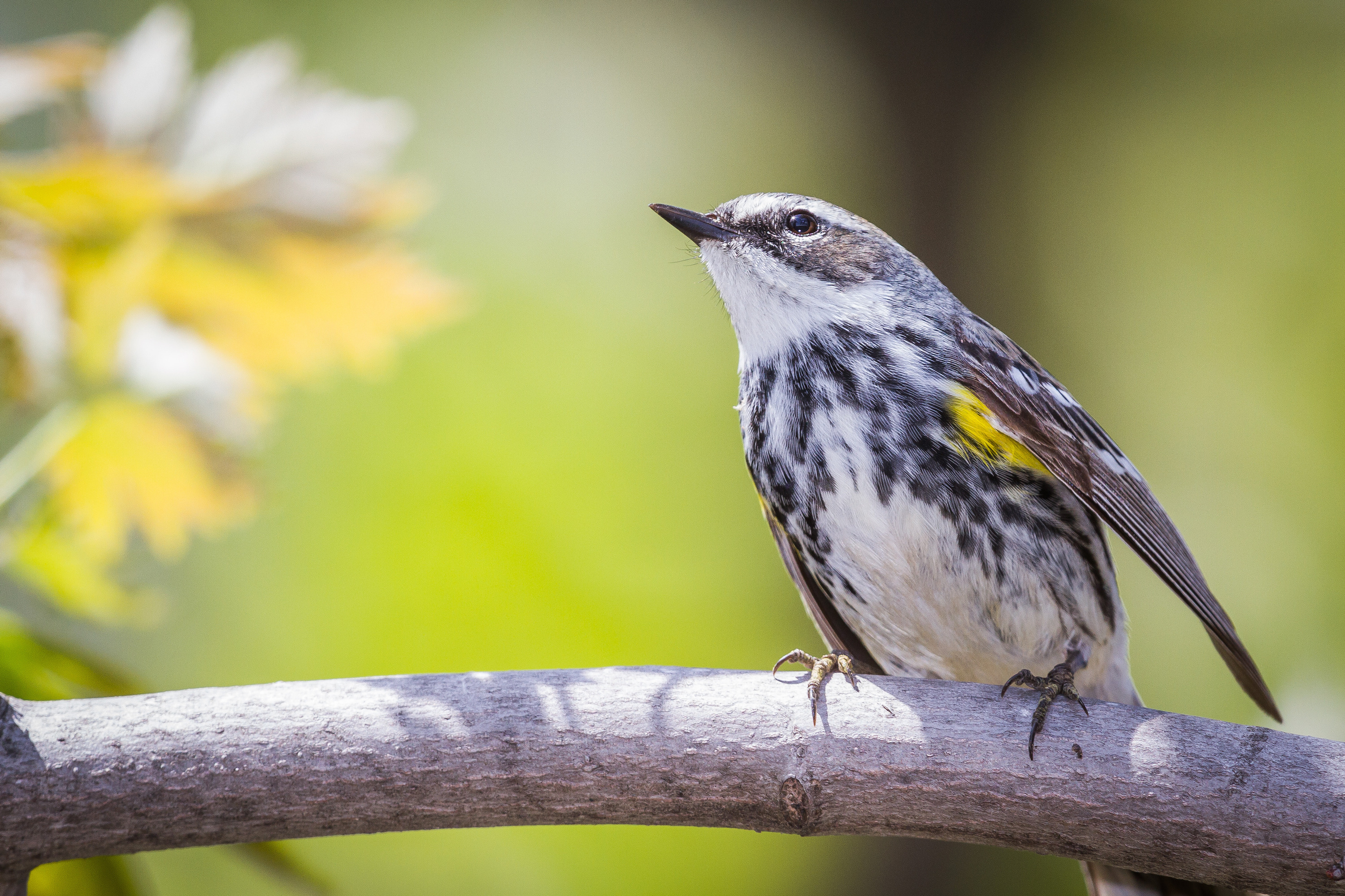 A Myrtle Warbler in the sun