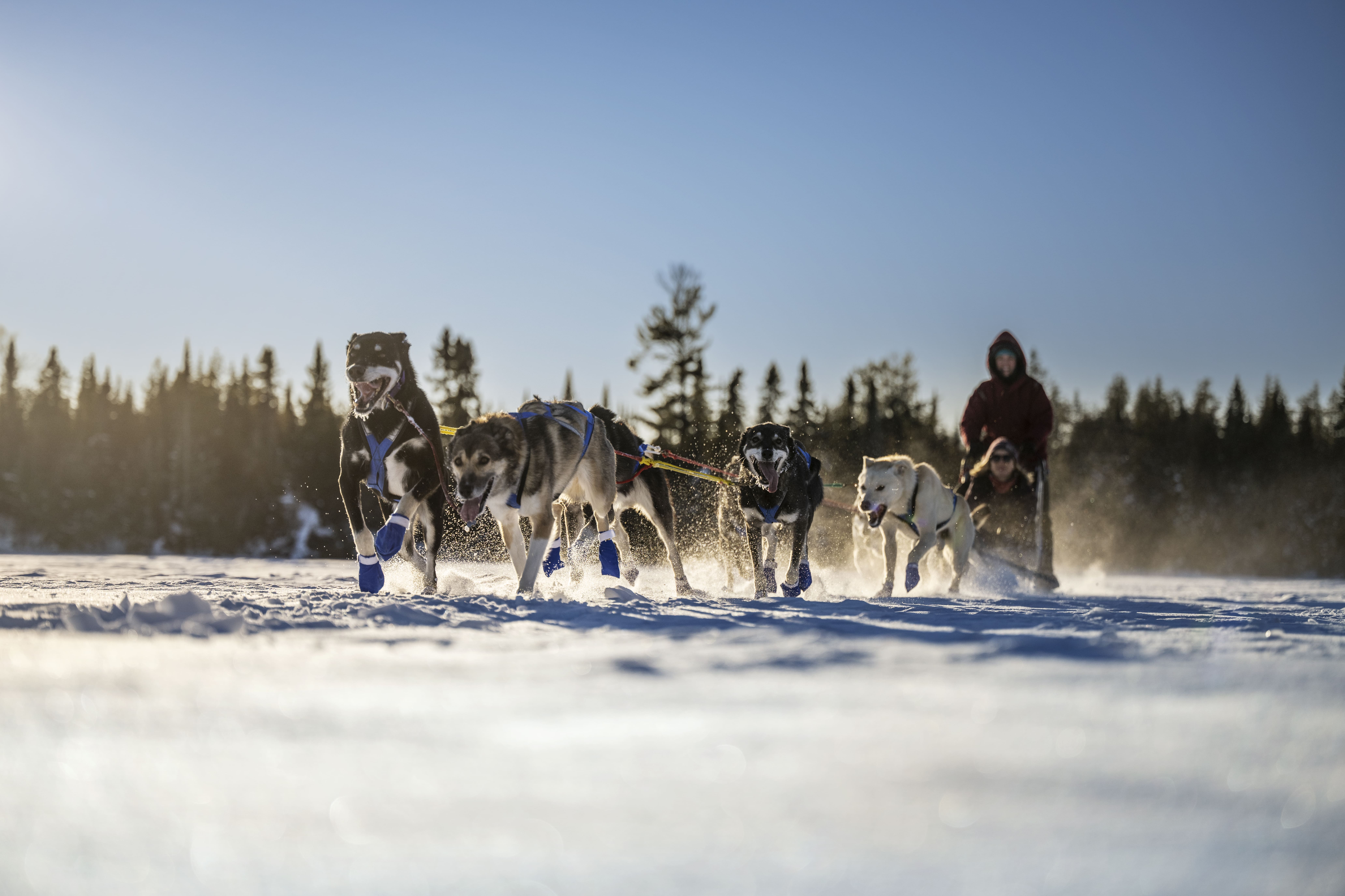 Hombre de pie y mujer sentada mientras pasean en trineos tirados por perros en Poplar Lake en Minnesota