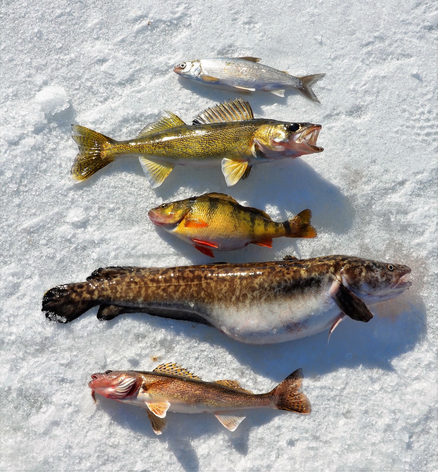 10 Reasons to Go Fishing in Minnesota