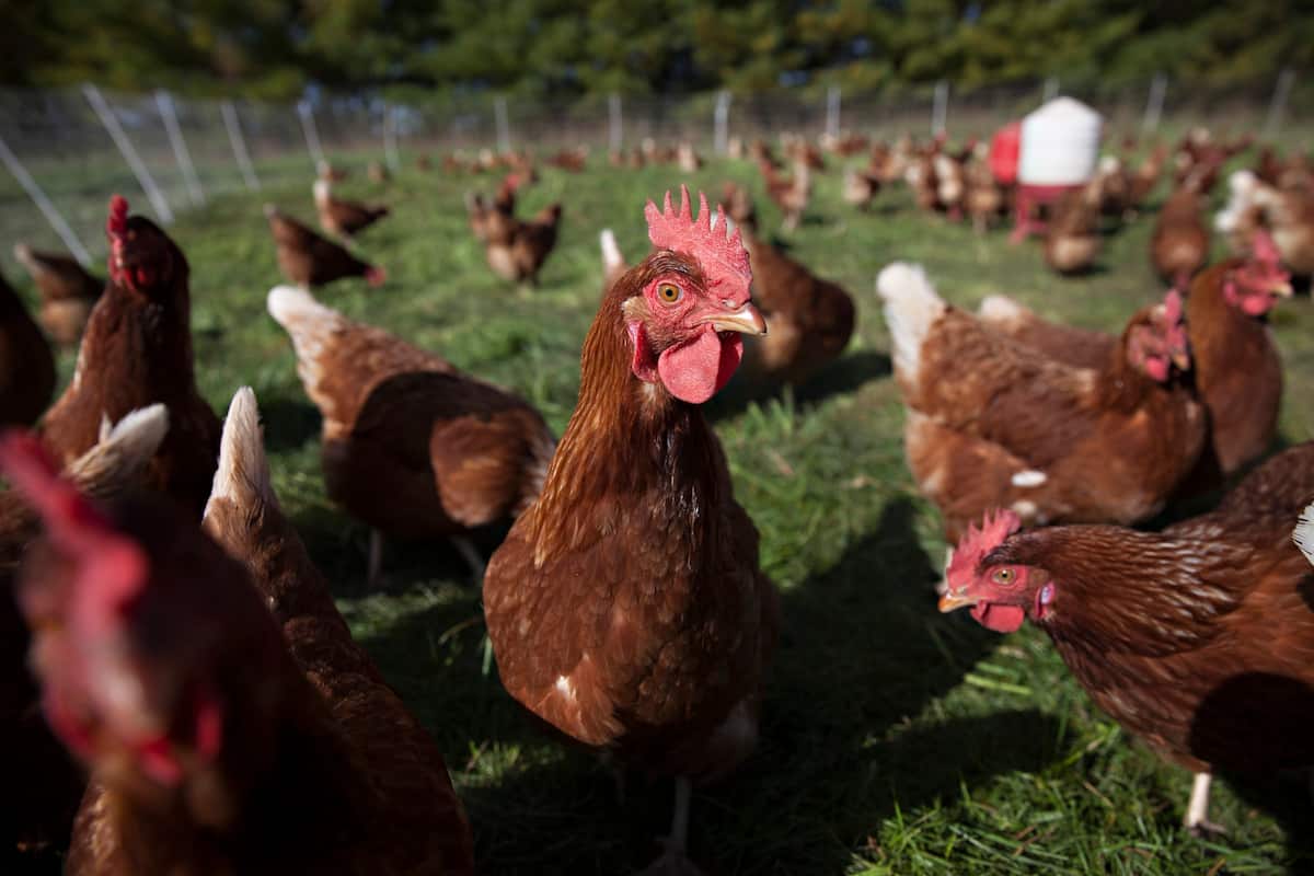 Locally Laid Egg Company