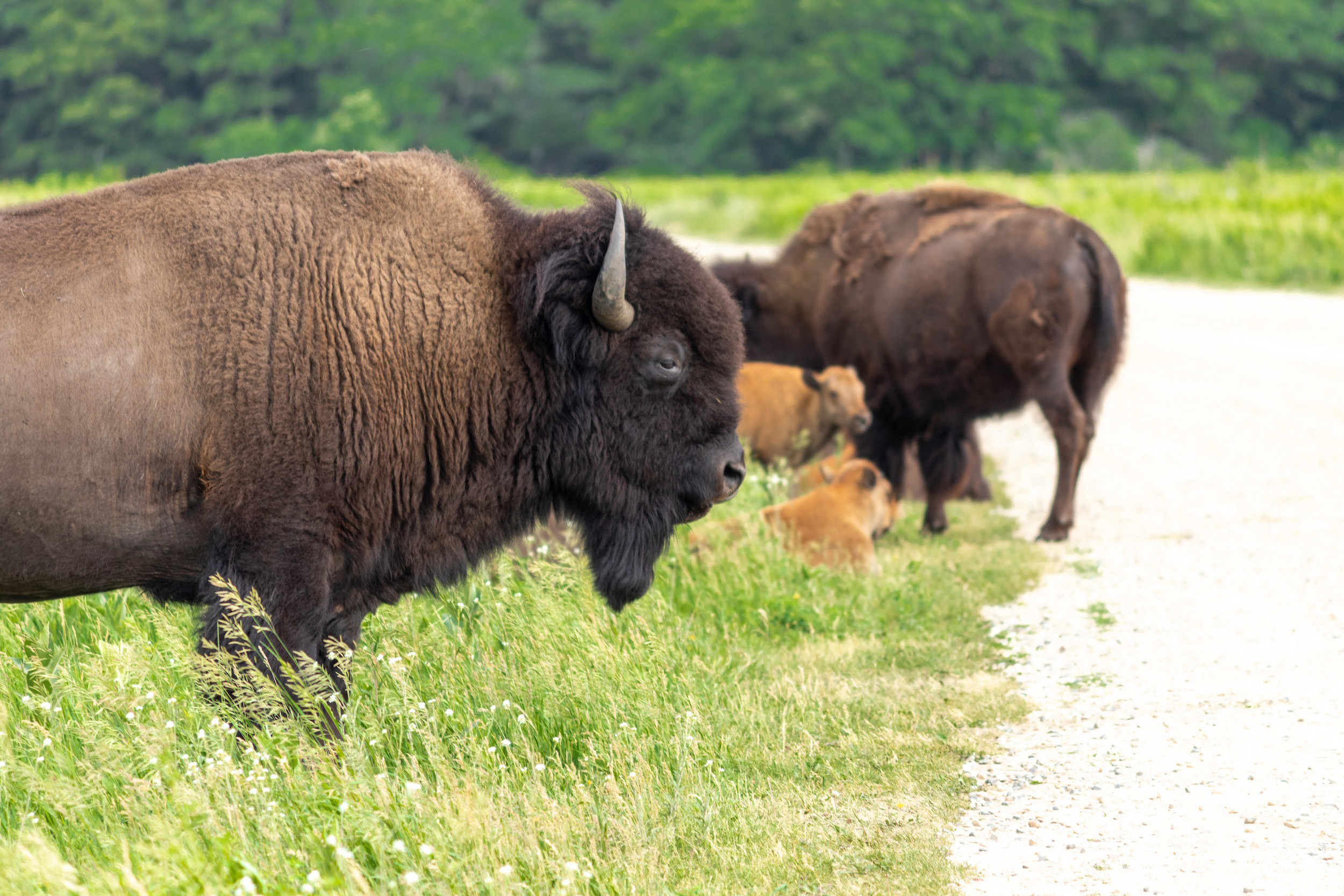 Bison in Minneopa State Park