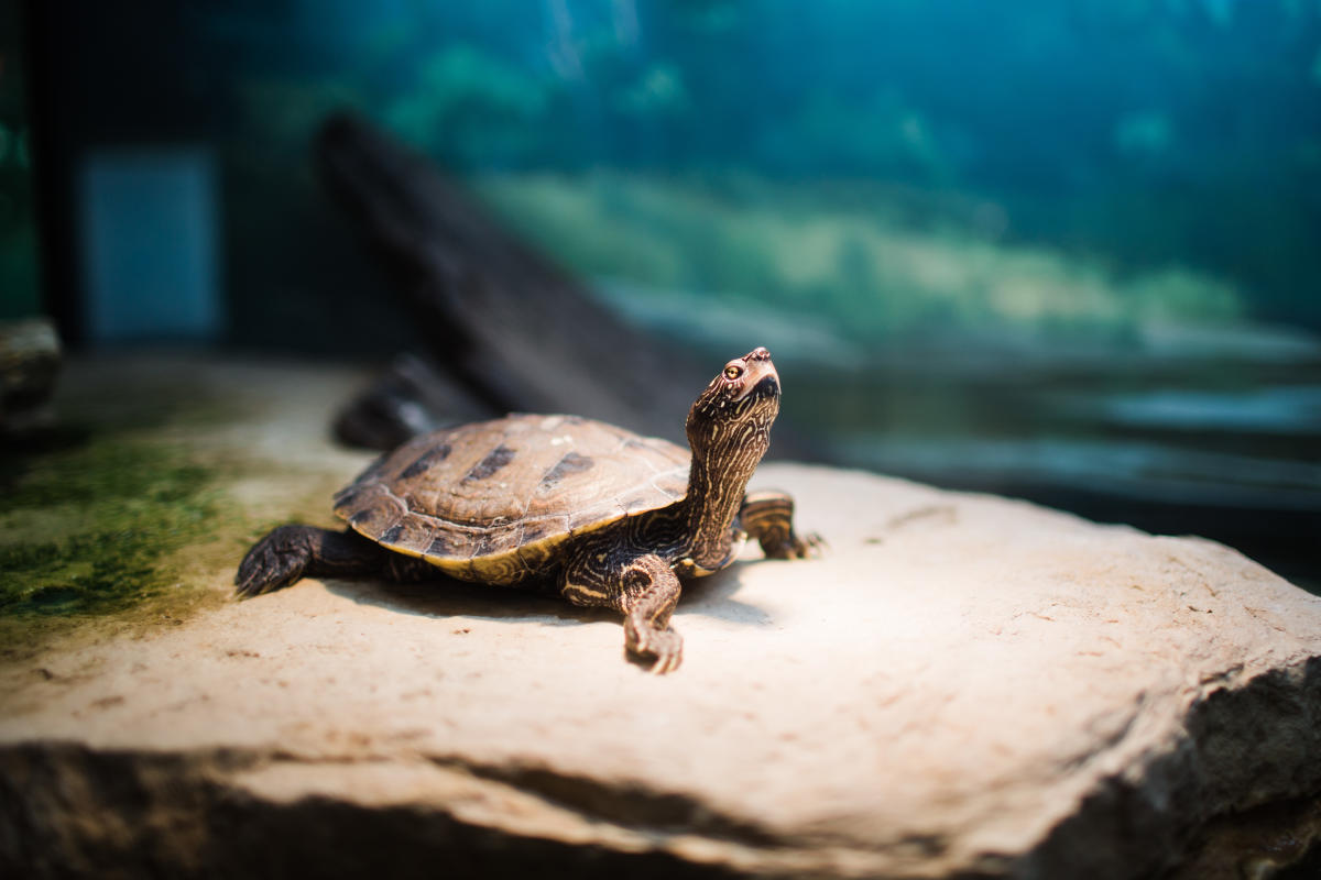Quarry Hill Nature Center in Rochester