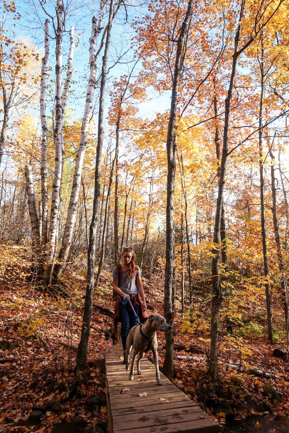 Superior Hiking Trail fall hike with dog