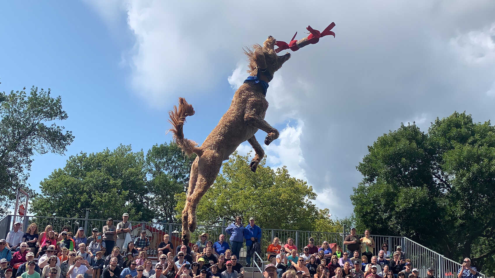 All-Star Stunt Dogs Splash at Minnesota State Fair