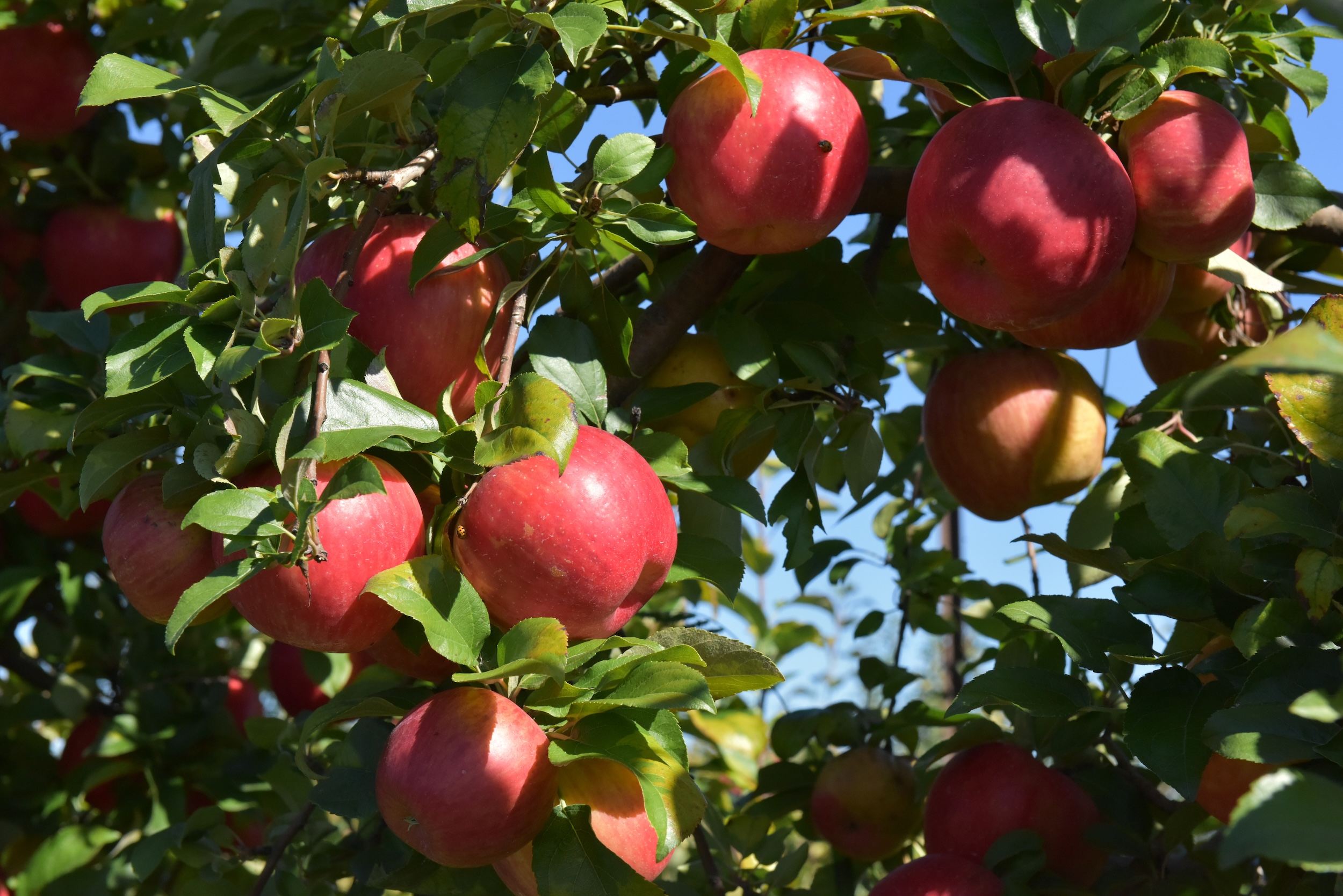 Afton Apple Orchard