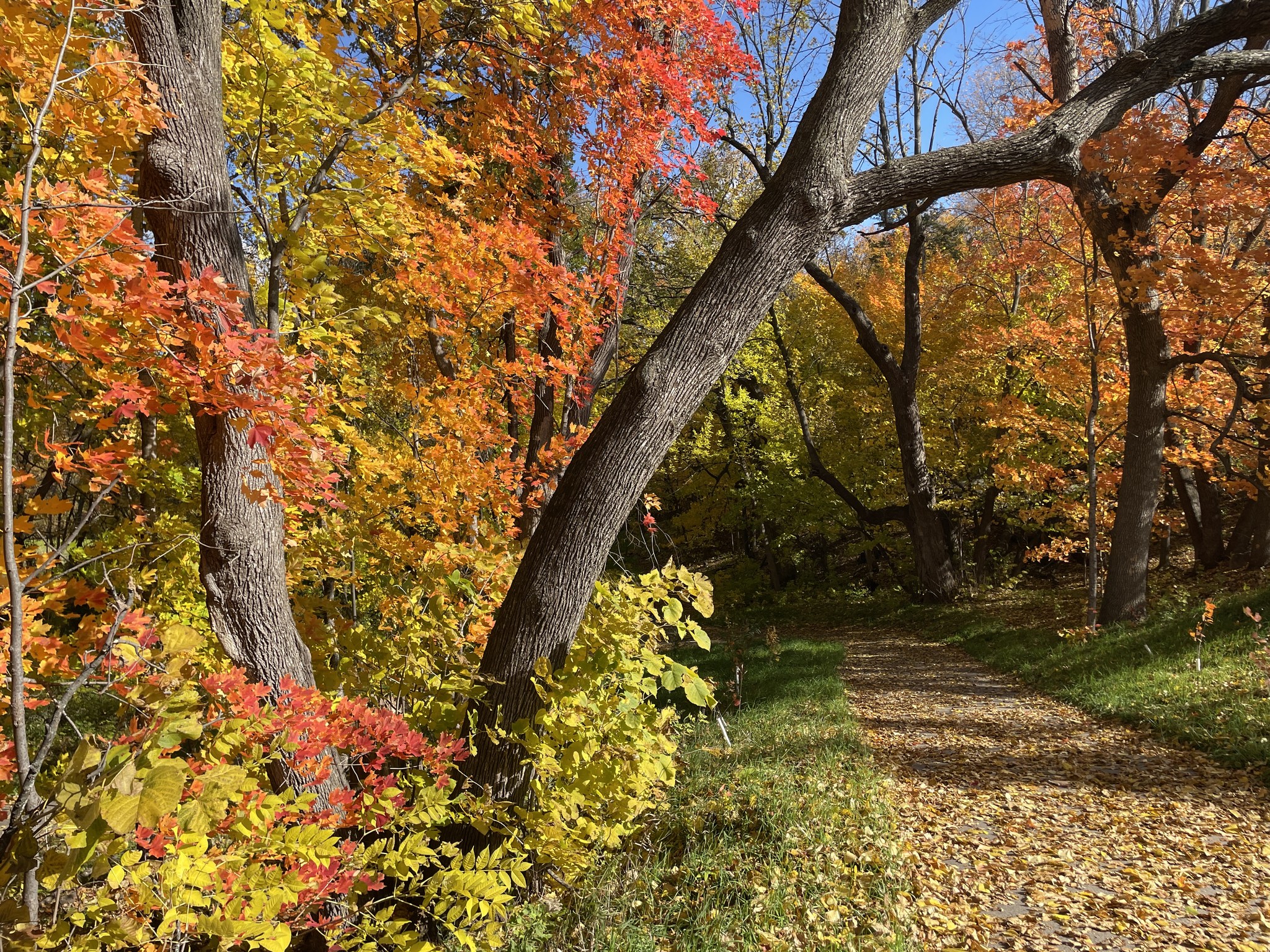 A fall trail at the Minnesota Landscape Arboretum