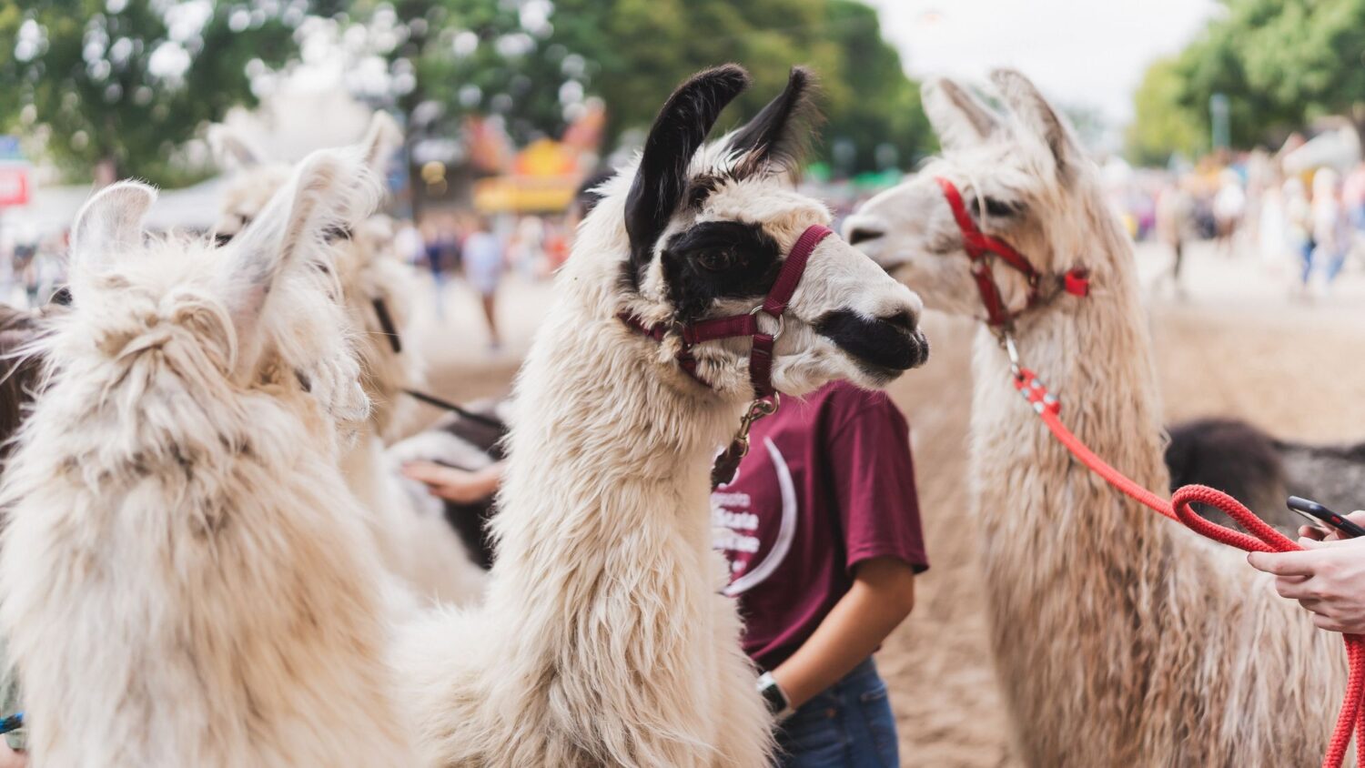 Llamas at the Minnesota State Fair