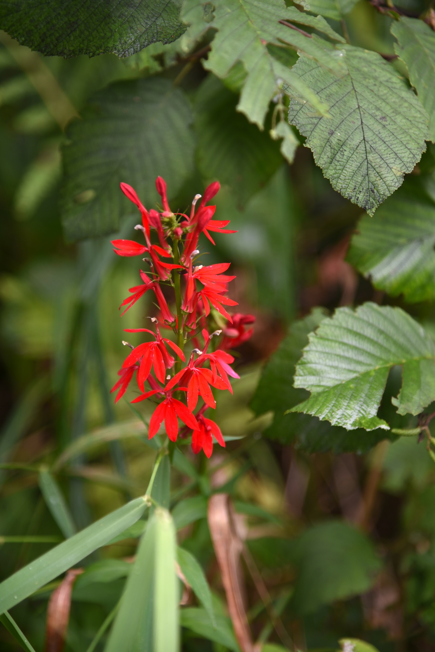 A wildflower at Northland Arboretum in Baxter