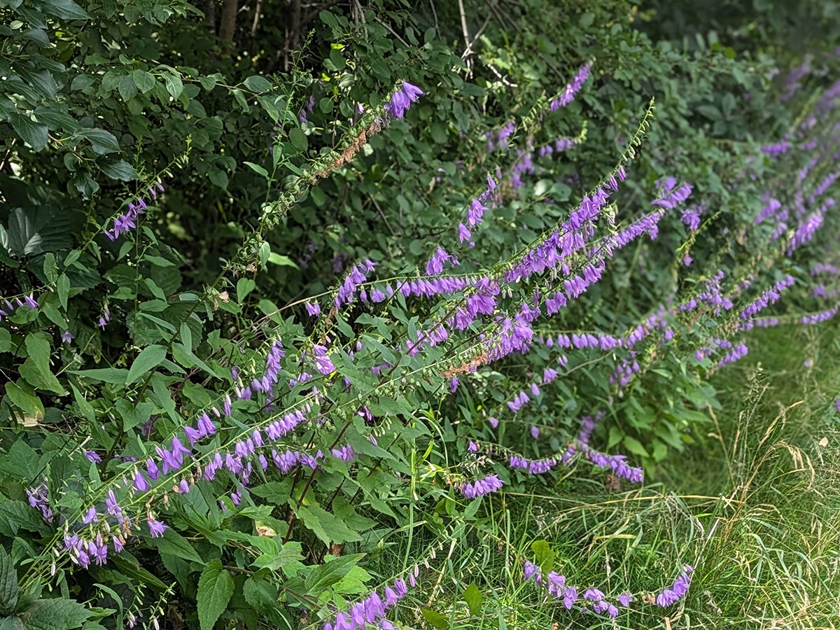 A row of creeping bellflowers