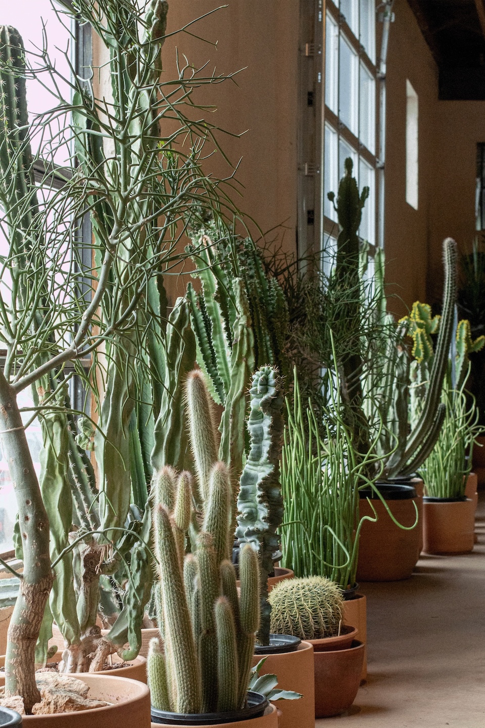 Mother Co., Plants