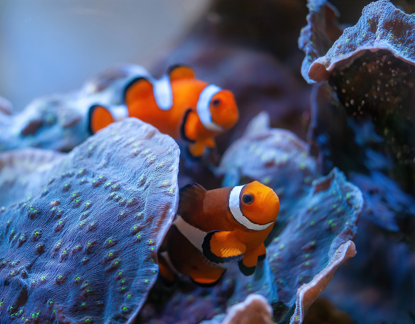 Clownfish at the Great Lakes Aquarium in Duluth
