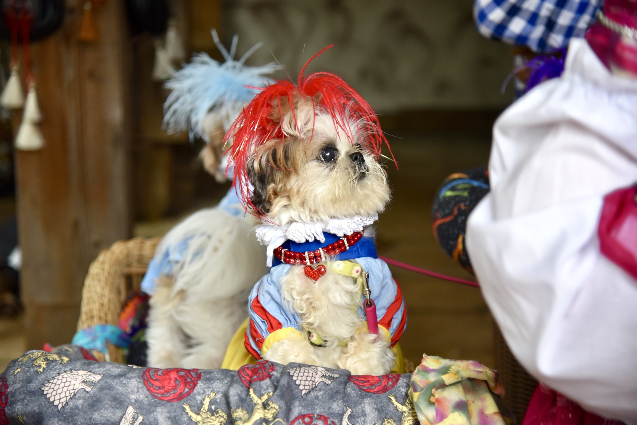 A dog at the Minnesota Renaissance Festival