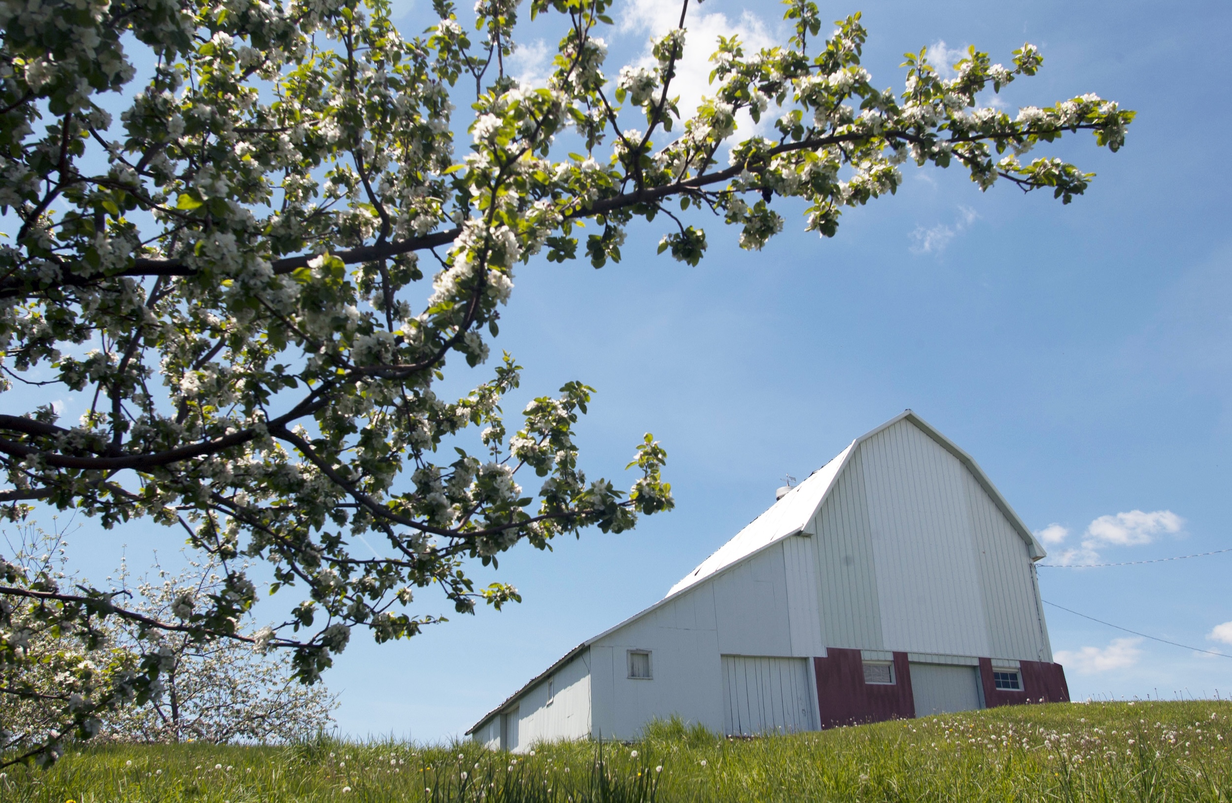 Apple Blossom Drive Scenic Byway