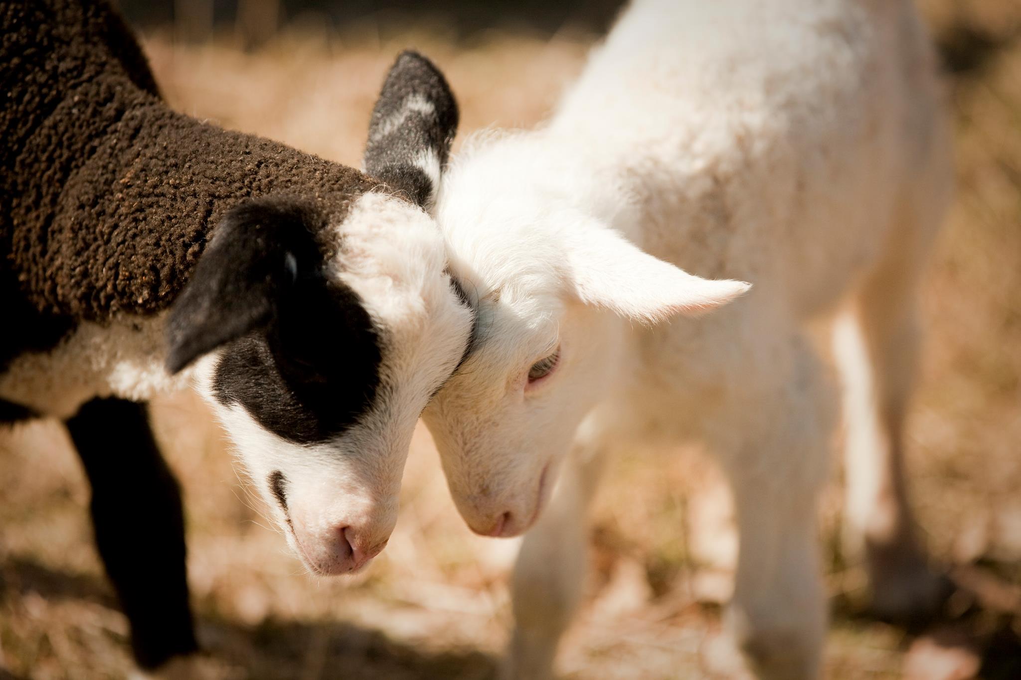 Sheep at Shepherd's Way Farms