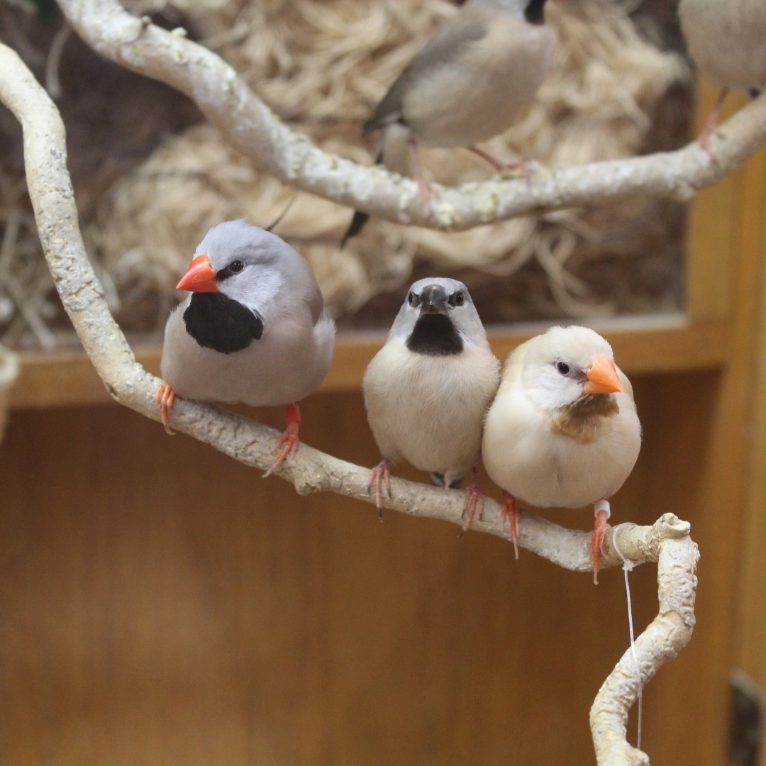 Finches at the Headwaters Science Center