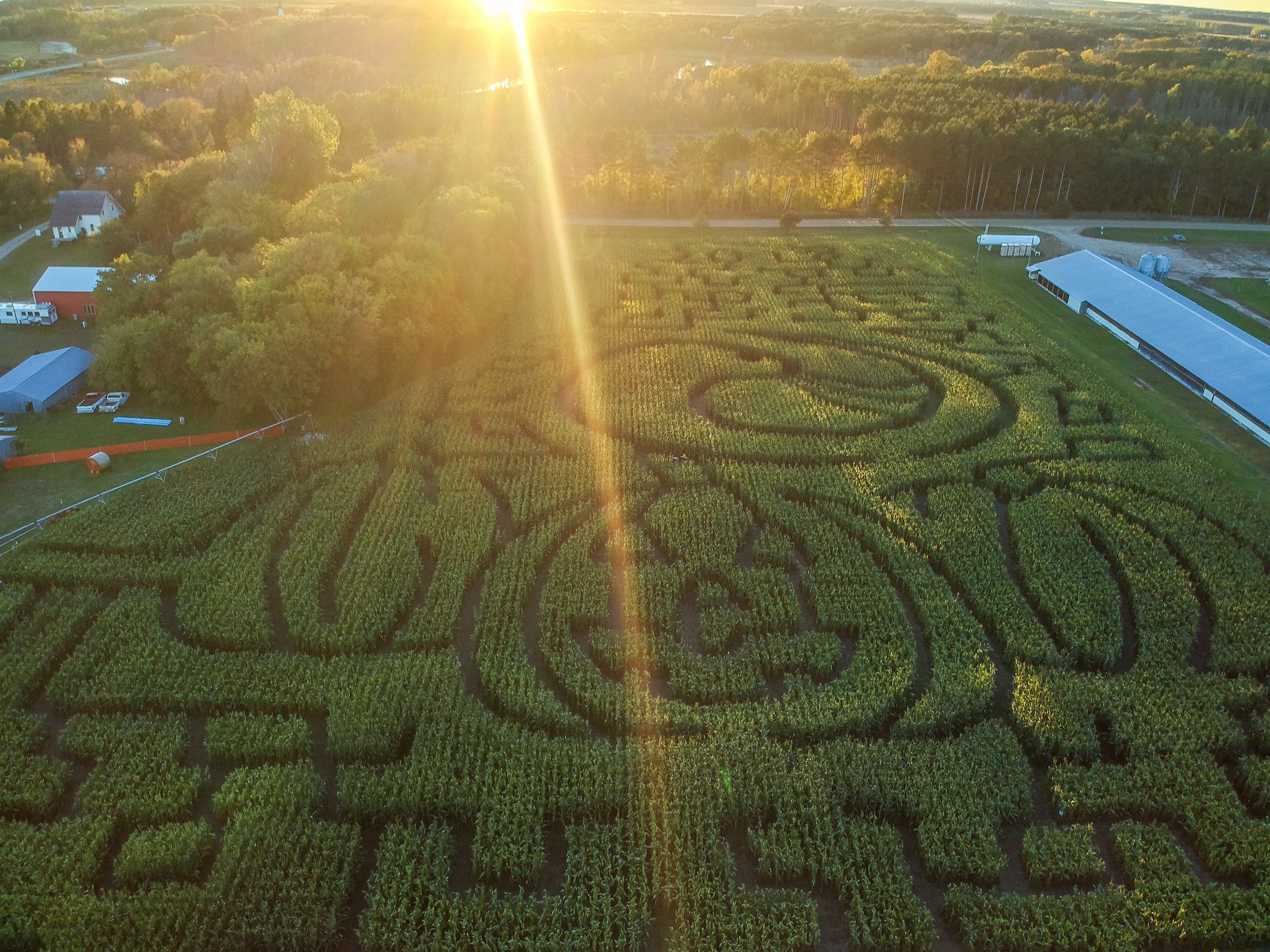 The corn maze at Otter Berry Farm