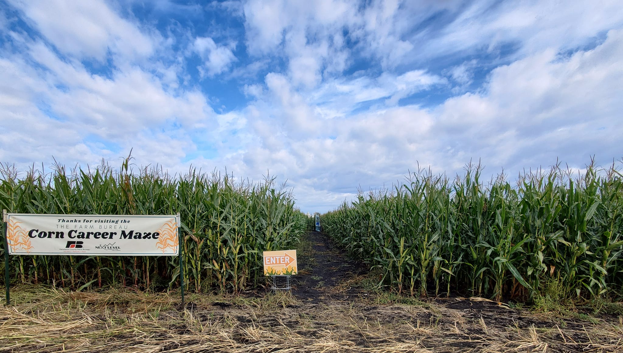 Kandi Land Farm's corn maze