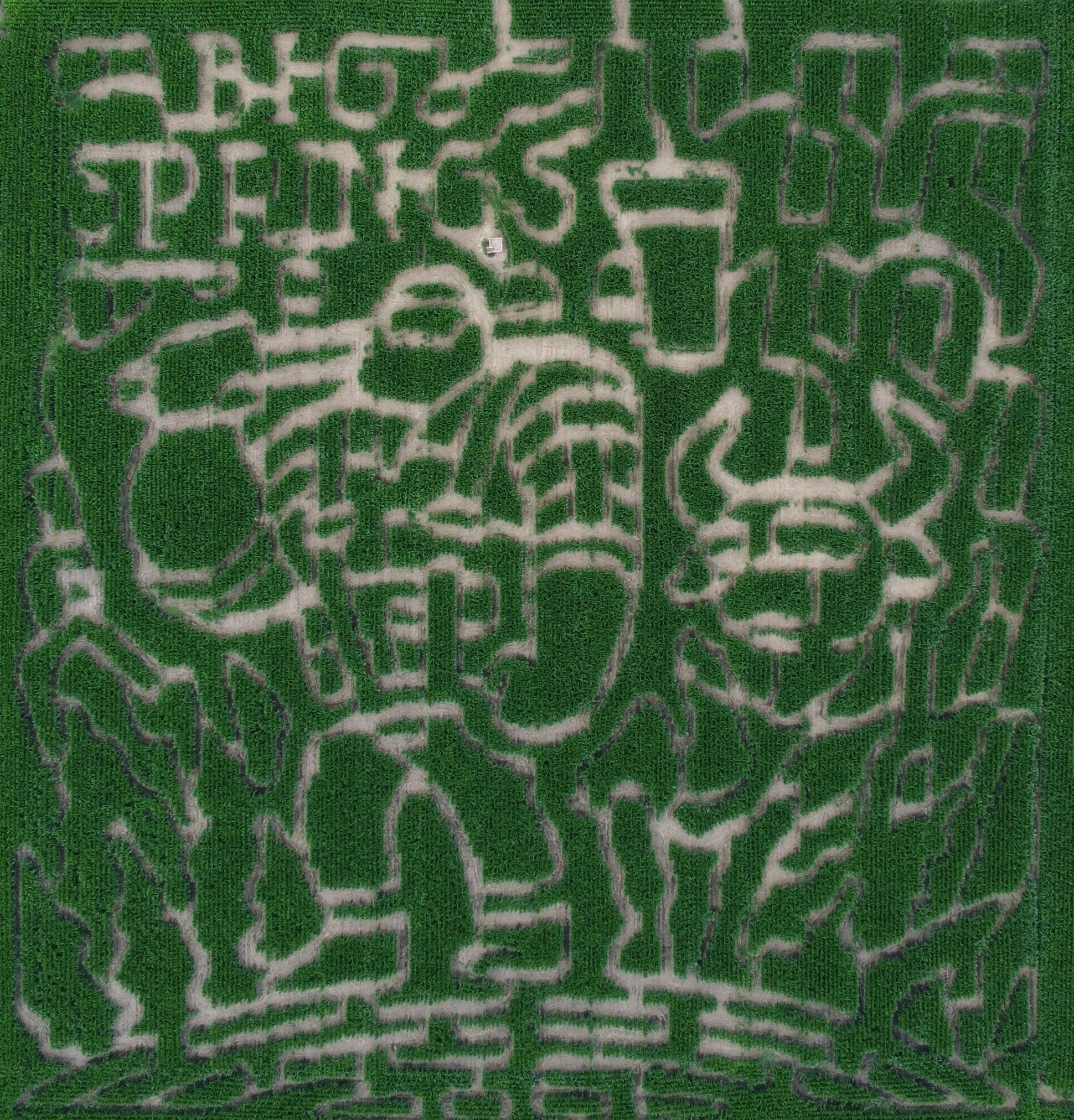 A Paul Bunyan and Babe the Blue Ox corn maze at Big Springs Farm