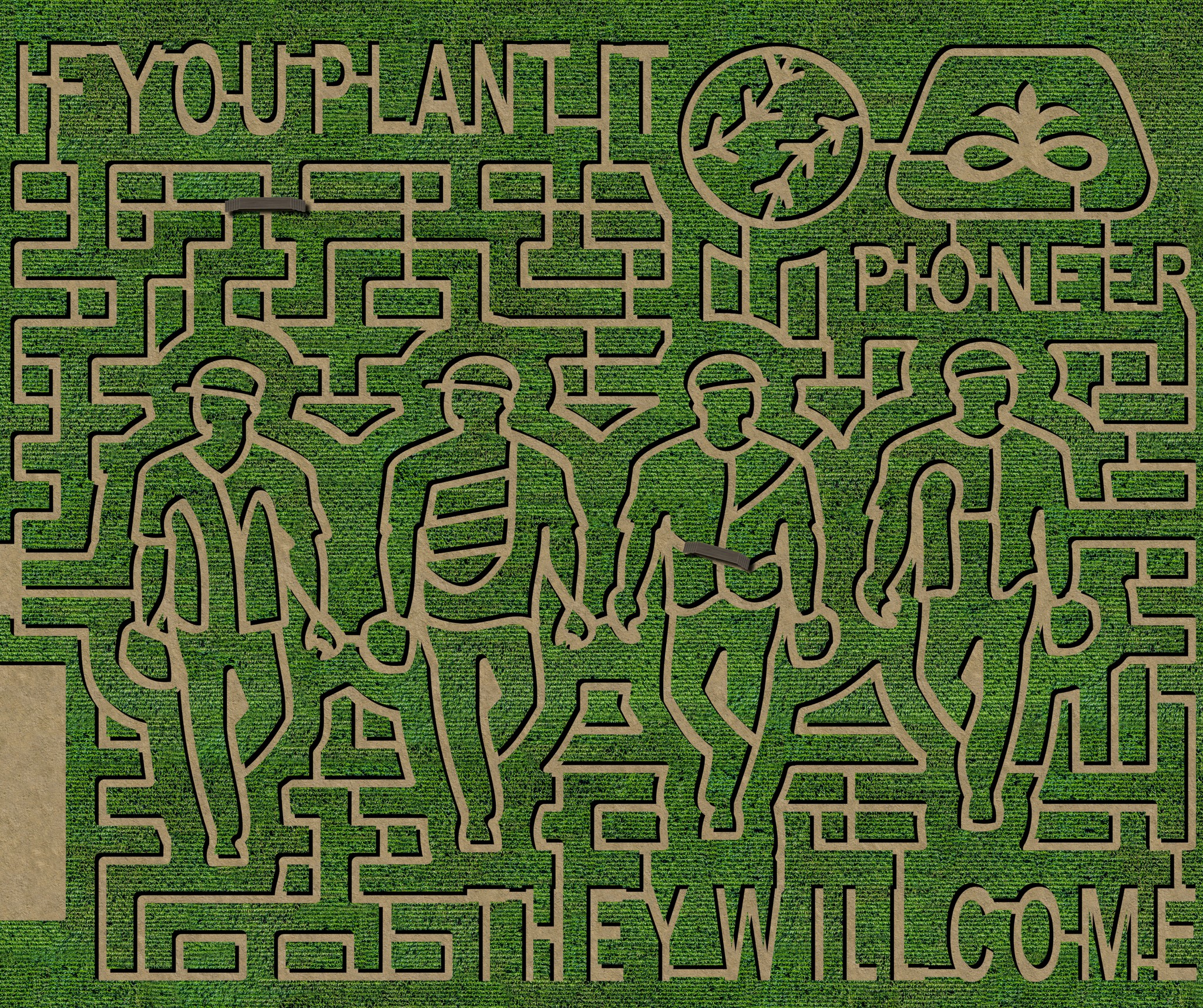 A Valley Corn Maize collaboration with Pioneer Seeds