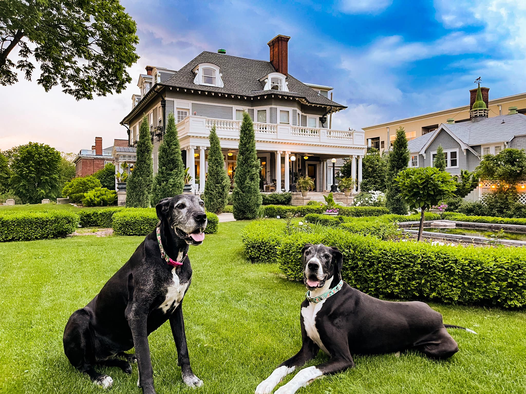 The resident Great Danes at 300 Clifton Bed and Breakfast