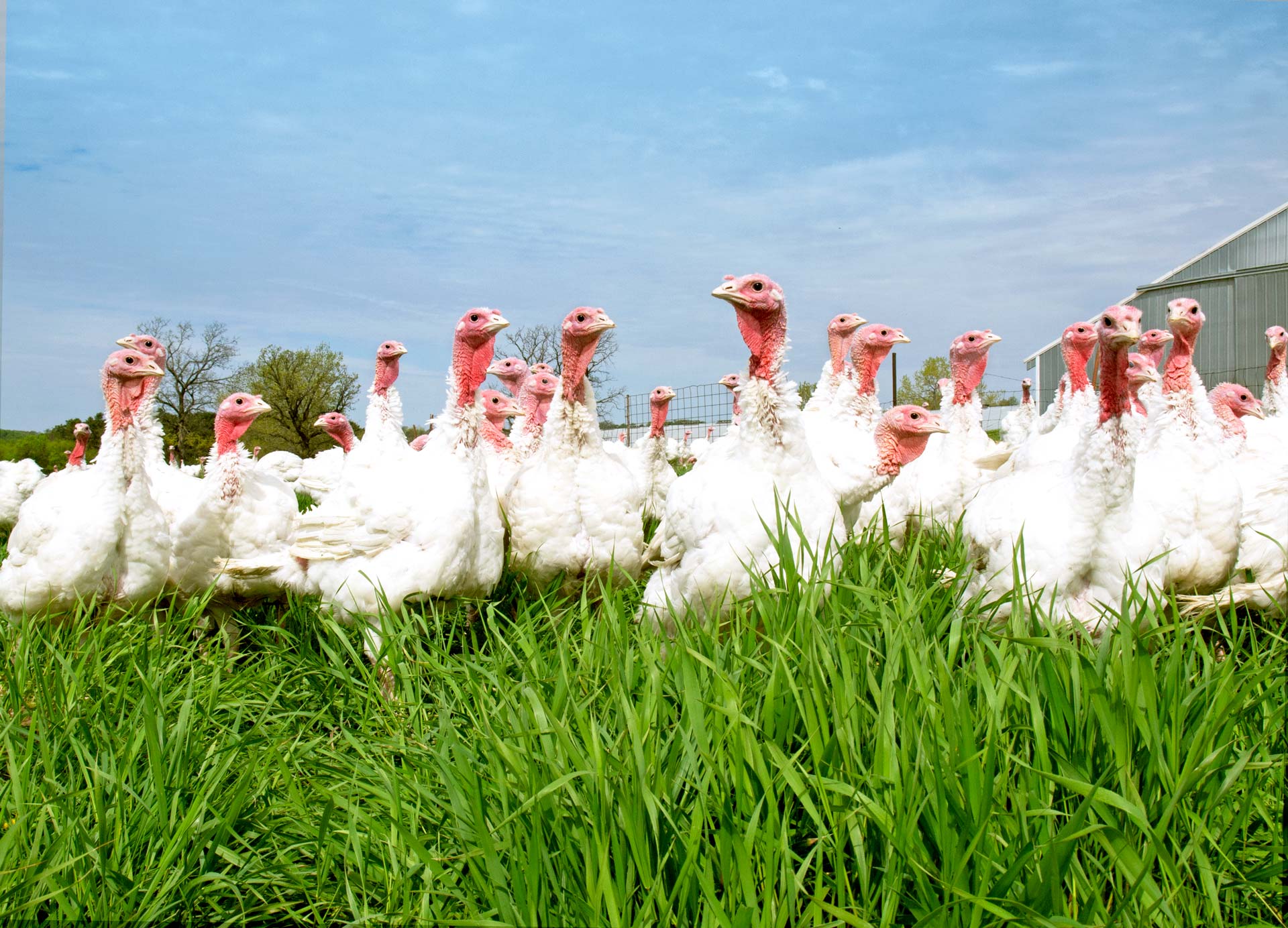 Ferndale Market's turkey farm