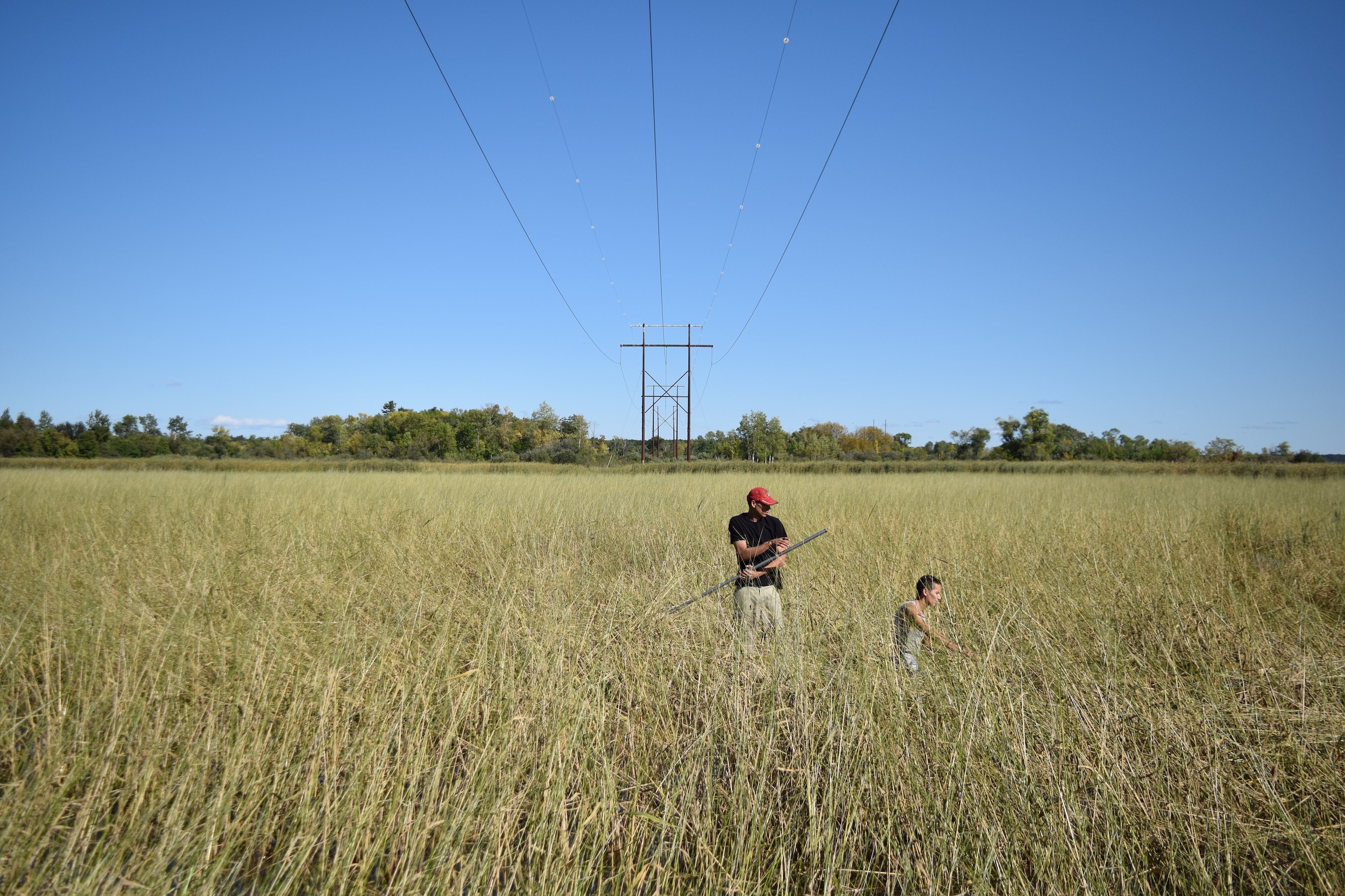 Tribal members cultivate wild rice in Leech Lake